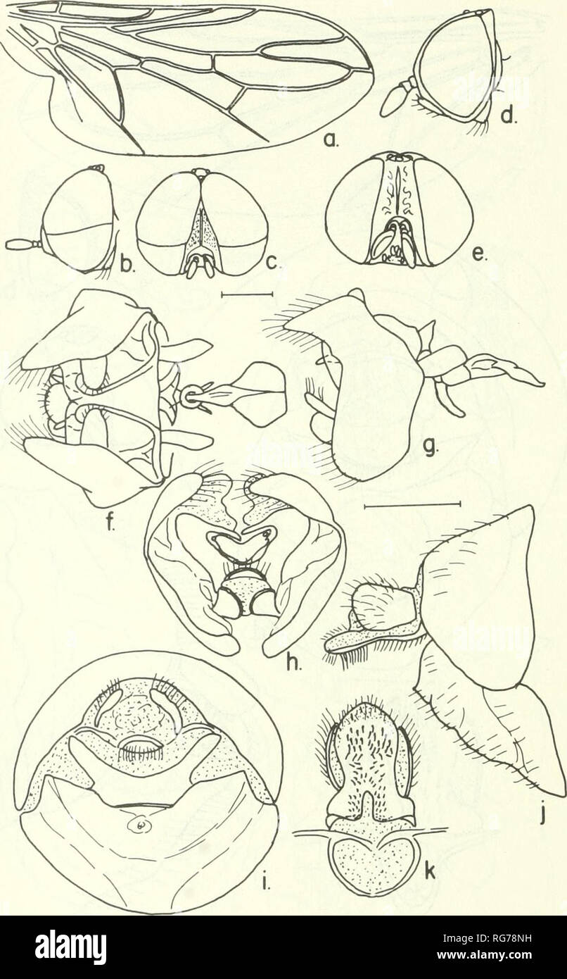 . Bulletin - United States National Museum. Science. 218 U.S. NATIONAL MUSEUM BULLETIN 277. Figure 142.—Metatrichia robusta Krober, male, female: a, wing; b, c, lateral and frontal aspects of male head; d, e, lateral and frontal aspects of female head;/-A, ventral, lateral and posterior aspects of male terminalia; i, posterior aspect of female 8th and 9th segments; ;, lateral aspect of female 8th and 9th segments; k, female 9th sternum and bursa. ocellus sunken, ocelli orange. Antennae black-brown, third segment oval, velvety. Thorax black with a few thin hairs, humeral and supra-alar calli or Stock Photo