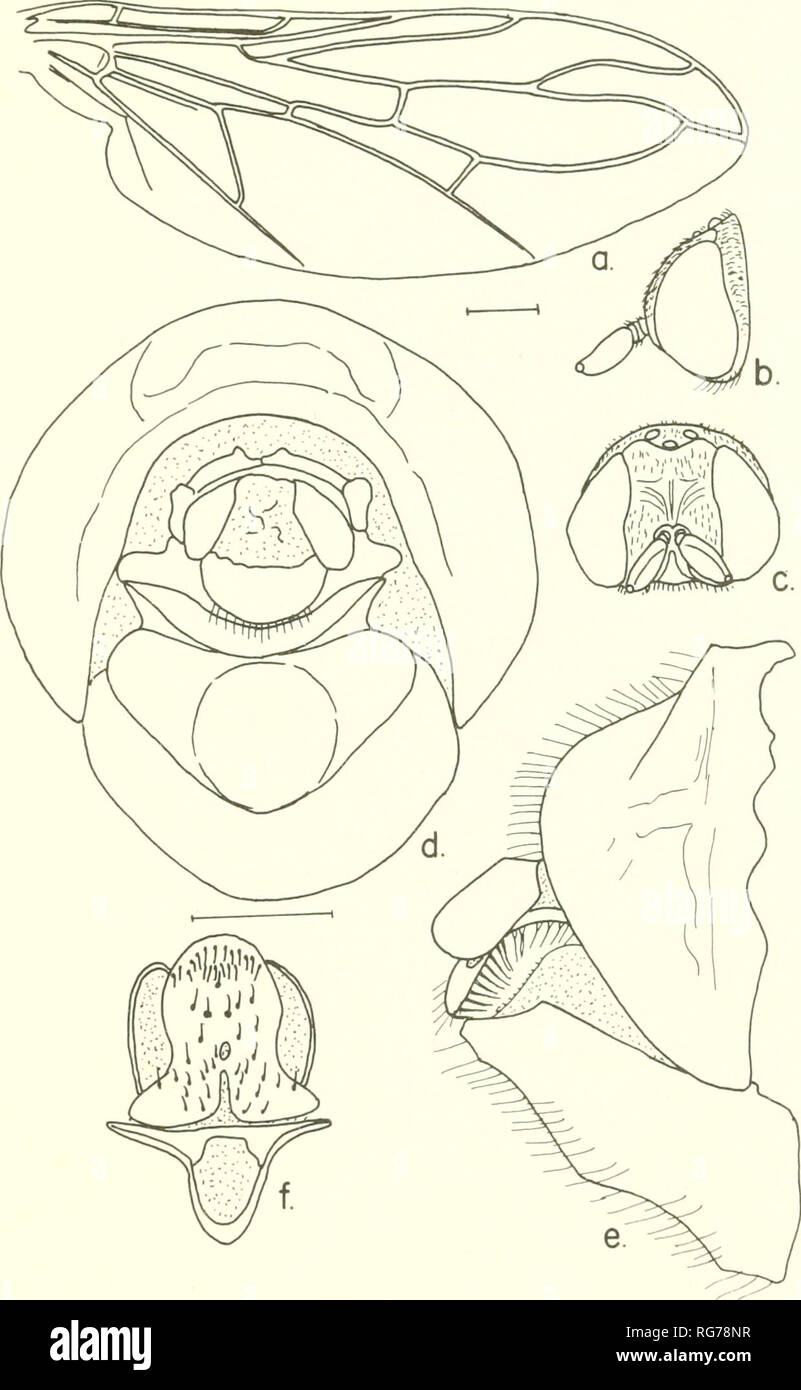 . Bulletin - United States National Museum. Science. SCENOPINIDAE OF THE WORLD 217. Figure H.—Metatrichia lophrysoma (Speiser), female: a, wing; h, c, lateral and frontal aspects of head; d, posterior aspect of 8th and 9th segments; e, lateral aspect of 8th and 9th segments; /, 9th sternum and bursa. developed completely fillino; oral cavity; palpi as long as oral cavity with a fringe of tan hairs. Ocellar tubercle black, not elevated, median. Please note that these images are extracted from scanned page images that may have been digitally enhanced for readability - coloration and appearance  Stock Photo
