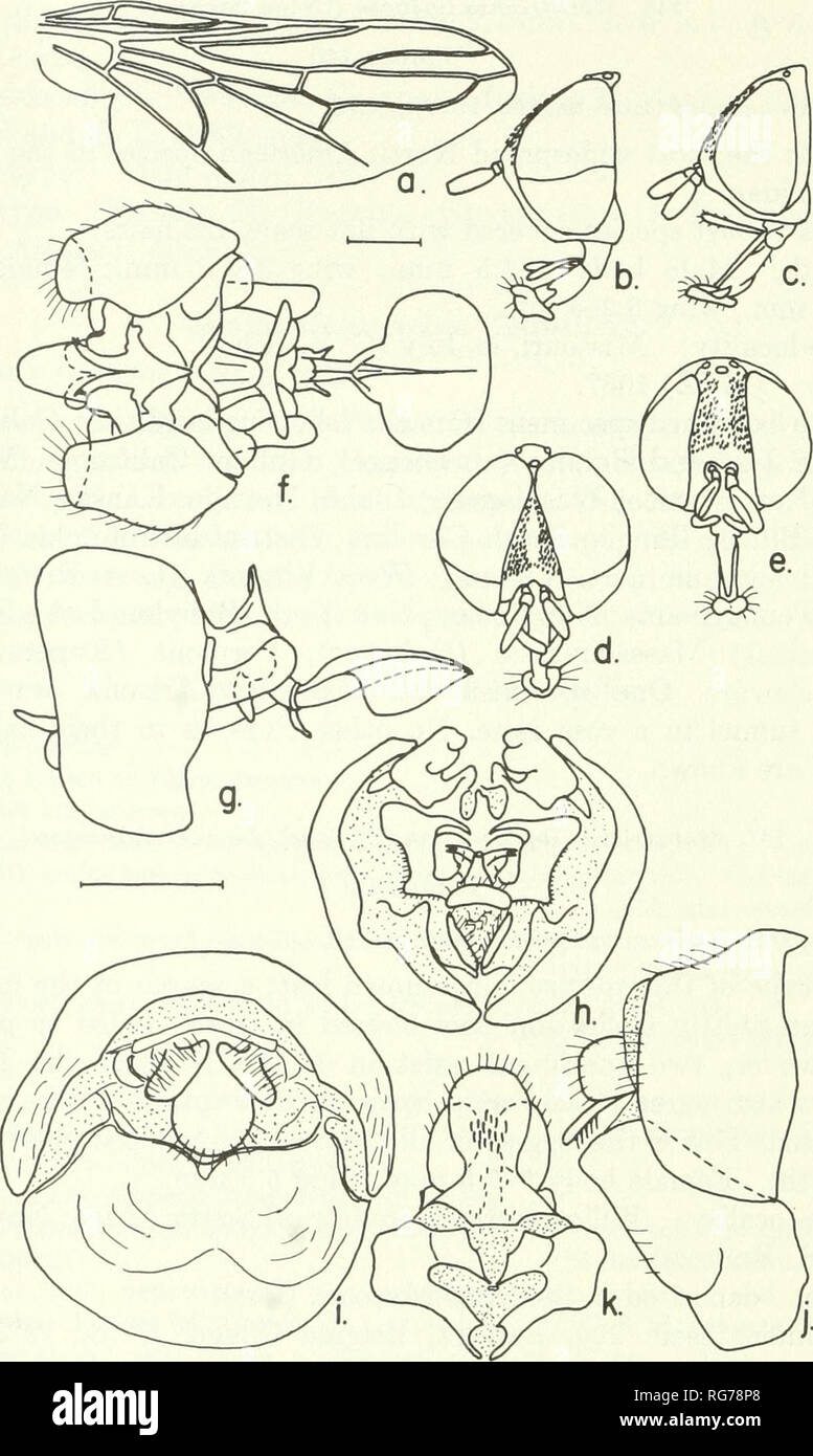 . Bulletin - United States National Museum. Science. 216 U.S. NATIONAL MUSEUM BULLETIN 277. Figure 140.—Metatrichia hulbosa (Osten Sacken), male, female: a, wing; ^,f, lateral aspects of male and female heads; d, e, frontal aspects of male and female heads; j-h, ventral, lateral and posterior aspects of male terminalia; z, posterior aspect of female 8th and 9th segments; ;', lateral aspect of female 8th and 9th segments; k, female 9th sternum and bursa. Female.—Head black; eyes black-brown; a narrow postocular band; frons rugose, with a smooth median band, lower portion juts out extending the  Stock Photo