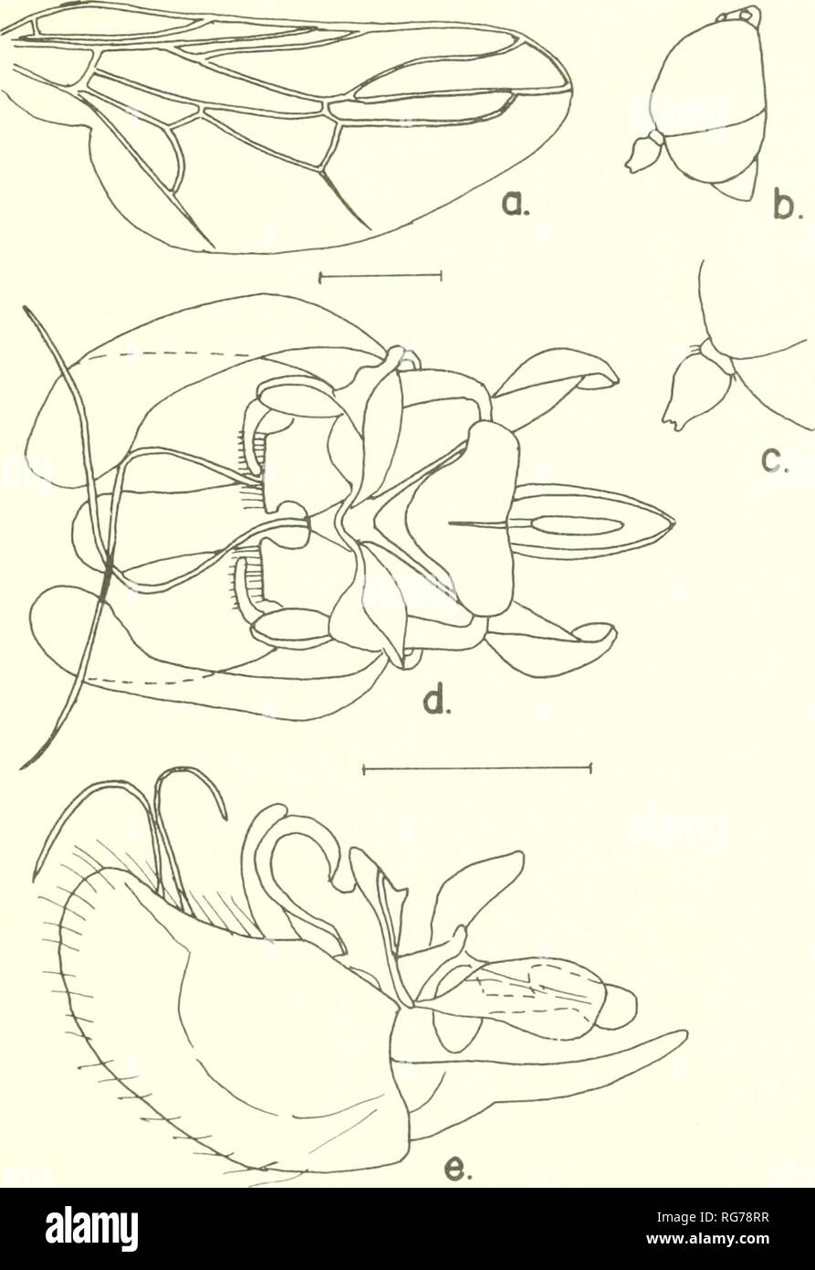 . Bulletin - United States National Museum. Science. SCENOPINIDAE OF THE WORLD 203. Figure 133.—Brevitrichia oculivirida, new species, male: a, wing; b, lateral aspect of head; c, enlarged detail of antenna; d, e, ventral and lateral aspects of terminalia. Abdomen second segment wdth black-brown &quot;T&quot;-shaped figure, with short posterior lateral extensions at base of stem, lateral and posterior margins pristine white as is the rest of the abdomen; ninth tergum white, with dark basal band and spot. See figure for details. 313-168 O—69-. Please note that these images are extracted from sc Stock Photo