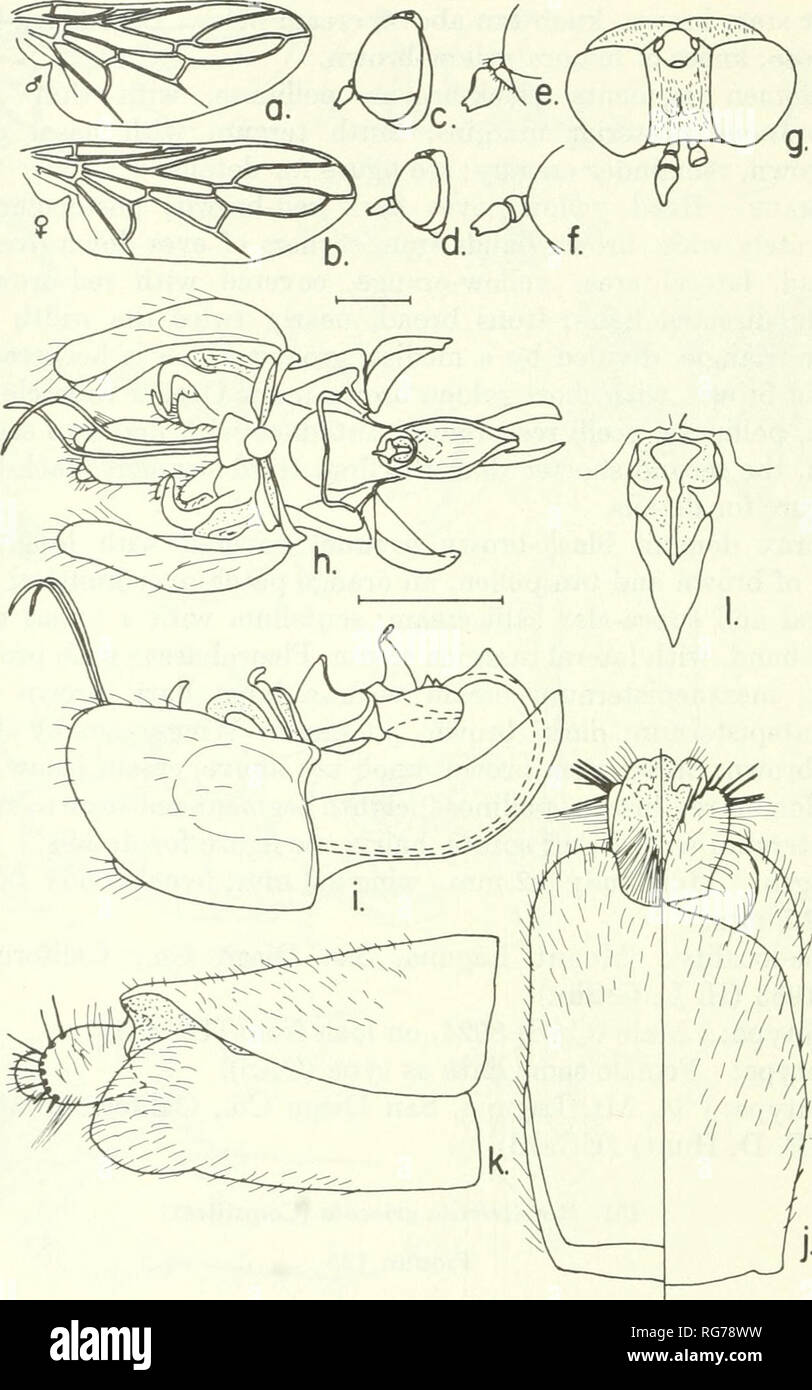 . Bulletin - United States National Museum. Science. 190 U.S. NATIONAL MUSEUM BULLETIN 277. Figure 125.— Rrevitrichia griseola (Coquillett), male, female: a, male wing; h, female wing; c, d, lateral aspects of male and female heads; e, }, enlarged details of male and female antennae; g, dorsal aspect of female head; h, i, ventral and lateral aspects of male ter- minalia; /, ventral left and dorsal right aspects of female 8th and 9th segments; k, lateral aspect of female 8th and 9th segments; /, bursal structure. Male.—Head cream; eyes red-orange-brown, darker below; frons triangular, slightly  Stock Photo