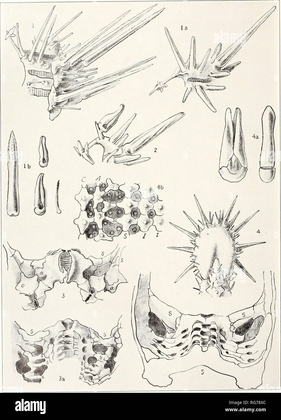 . Bulletin - United States National Museum. Science. U. S. NATIONAL MUSEUM BULLETIN 76, PART 2 PL. M. 1. ZOROASTER EVERMANNI. 2. Z. EVERMANNI MORDAX. 3. MYXODERMA PLATYACANTHUM RHOMALEUM. 4. M. SAC&quot; CULATUM ECTENES. 5. M. SACCULATUM For explanation of plate see page facing. Please note that these images are extracted from scanned page images that may have been digitally enhanced for readability - coloration and appearance of these illustrations may not perfectly resemble the original work.. United States National Museum; Smithsonian Institution; United States. Dept. of the Interior. Washi Stock Photo