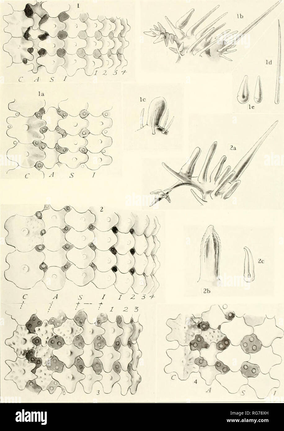 . Bulletin - United States National Museum. Science. U. S. NATIONAL MUSEUM BULLETIN 76. PART 2 PL. 13. I. Zoroaster ophiurus. 2. Z. actinocles. 3. Z. evermanni. 4. Z. evermanni mordax For explanation of plate see page facinq. Please note that these images are extracted from scanned page images that may have been digitally enhanced for readability - coloration and appearance of these illustrations may not perfectly resemble the original work.. United States National Museum; Smithsonian Institution; United States. Dept. of the Interior. Washington : Smithsonian Institution Press, [etc. ]; for sa Stock Photo