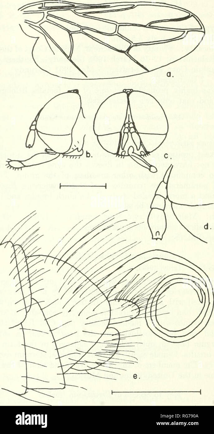 . Bulletin - United States National Museum. Science. 166 U.S. NATIONAL MUSEUM BULLETIN 277. Figure 112.— Pseudomphrale palaestinensis Krober, male: a, wing; h, c, lateral and frontal aspects of head; d, enlarged detail of antenna; e, lateral aspect of undissected terminalia.. Please note that these images are extracted from scanned page images that may have been digitally enhanced for readability - coloration and appearance of these illustrations may not perfectly resemble the original work.. United States National Museum; Smithsonian Institution; United States. Dept. of the Interior. Washingt Stock Photo