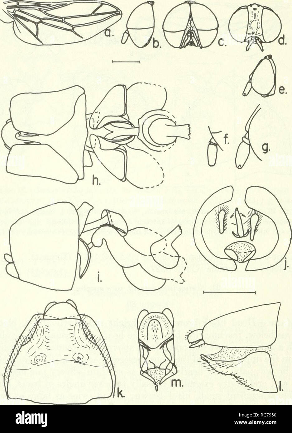 . Bulletin - United States National Museum. Science. 120 U.S. NATIONAL MUSEUM BULLETIN 27 7. Figure 80.—Scenopinus buscki, new species, male, female: a, wing; h, c, lateral and frontal aspects of male head; d, e, frontal and lateral aspects of female head; /, g, enlarged details of male and female antennae; A-;, ventral, lateral and posterior aspects of male terminalia (apodeme of cjaculatory syringe lost on dissection); k, ventral aspect of female 8th ster- num; /, lateral aspect of female 8th and 9th segments; m, female 9th sternum and bursa. Abdomen red-brown; segments 3-5 with narrow white Stock Photo
