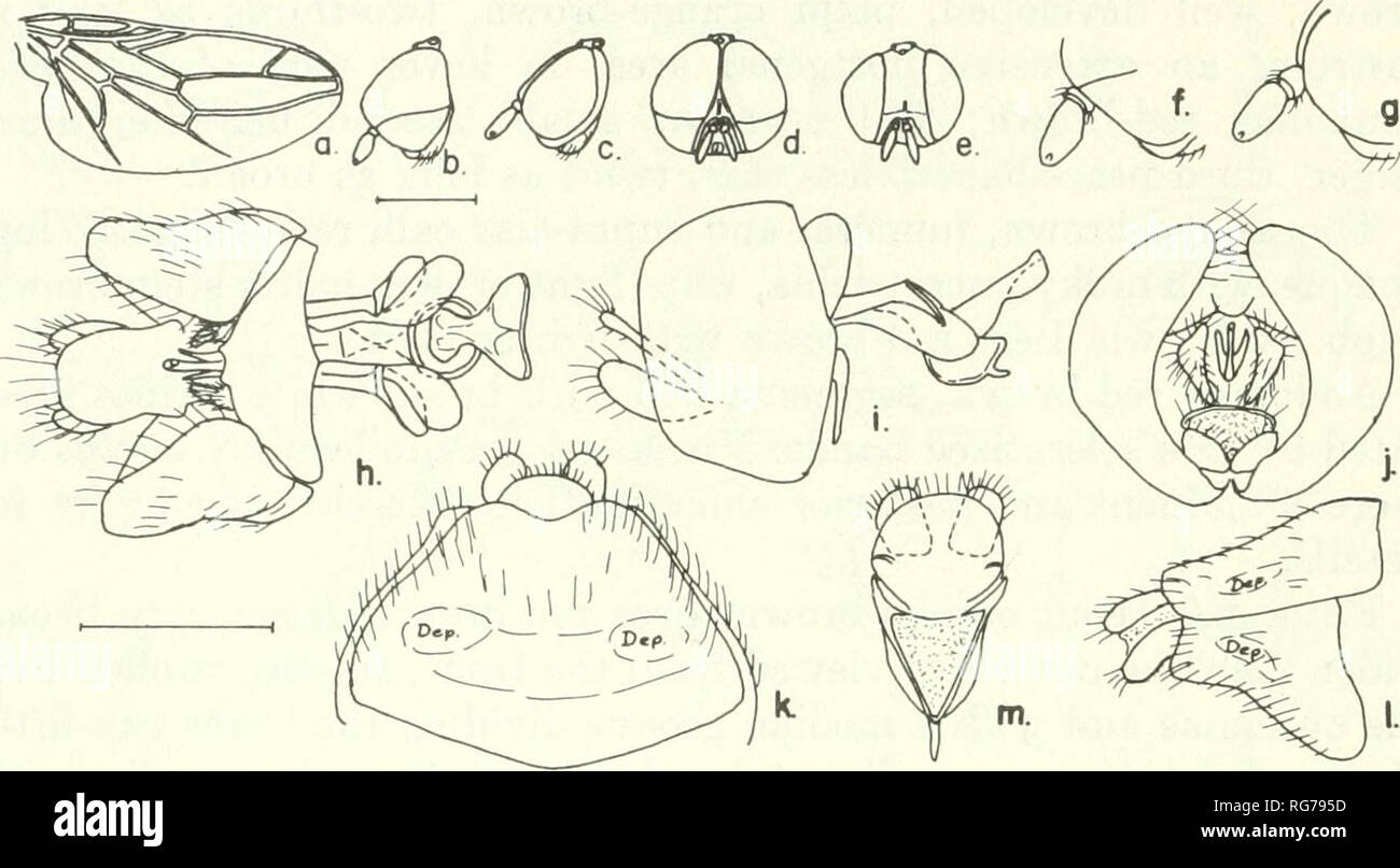 . Bulletin - United States National Museum. Science. 118 U.S. NATIONAL MUSEUM BULLETIN 277. Figure 78.—Scenopinus beameri (D. E. Hardy), male, female: a, wing; b, d, lateral and frontal aspects of male head; c, e, lateral and frontal aspects of female head;/, g, enlarged details of male and female antennae; h-j, ventral, lateral and posterior aspects of male terminalia; k, ventral aspect of female 8th and 9th segments (Dep.= depression); /, lateral aspect of female 8th and 9th segments; m, female 9th sternum and bursa. Banker); 1 cf, 1 9, in copula, Prescott, Arizona, 20 June, (H. S. Barber) ( Stock Photo