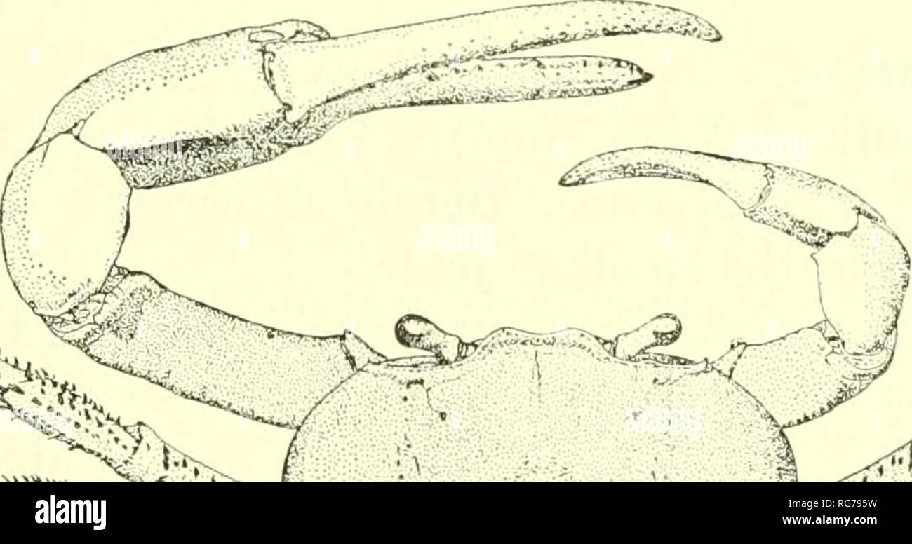 . Bulletin - United States National Museum. Science. DECAPOD CRUSTACEANS OF THE WEST INDIES 195 Genus Cardisoma 79. Cardisoma guanhiimi Latreille Figures 64, 67a-c Cardisoma guanhumi Latreille, 1852d, p. 685 [type-locality: Brazil].—Rathbun, 1918, p. 341. pis. 106-107.—Herreid, 1967, p. 39. Ocypoda gigantea Freminville, 1835, p. 221 [type-locality: Antilles]. Cardisoma quadrata Saussure, 1858, p. 438, pi. 2: fig. 13 [type-locality: Haiti]. Cardisoma diurnum Gill, 1859, p. 42 [type-localities: Barbados, Grenada, and Saint Thomas]. Cardisoma ^uan/jumr.—Bright, 1966, p. 191, fig. 41. Diagnosis.—F Stock Photo