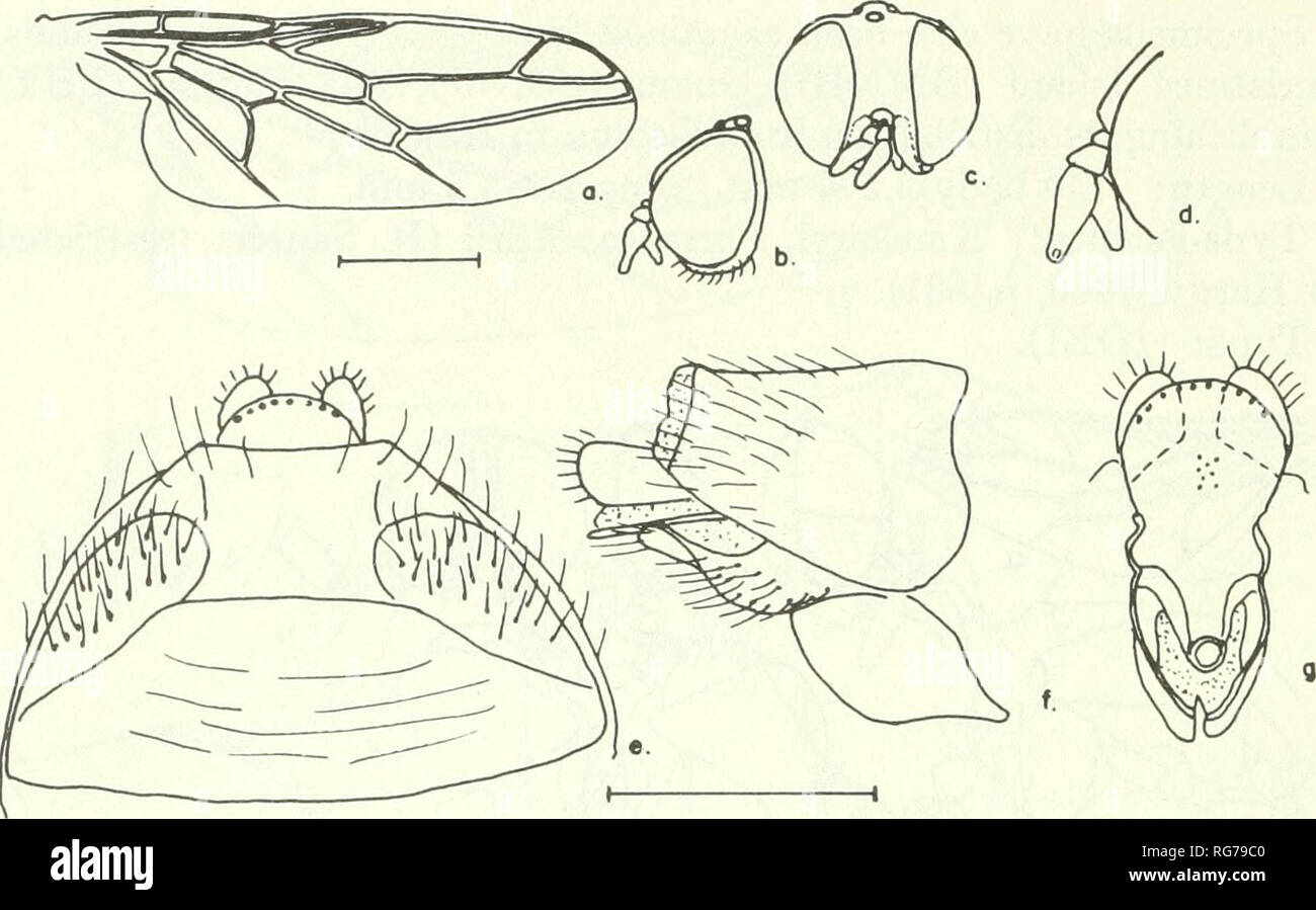 . Bulletin - United States National Museum. Science. 88 U.S. NATIONAL MUSEUM BULLETIN 277. Figure S3.—Scenopinus patrizi (Seguy), female: a, wing; b, c, lateral and frontal aspects of head; d, enlarged detail of antennae; e, ventral aspect of 8th sternum;/, lateral aspect of 8th and 9th segments; g, 9th sternum and bursa. 55. Scenopinus perkinsi G. H. Hardy Figure 54 Scenopinus perkinsi G. H. Hardy, 1942, p. 202.—Paramonov, 1955, p. 651, description of male. This species is known only from Australia where it was originally collected on the windows of the Brisbane Museum. The male was taken as  Stock Photo
