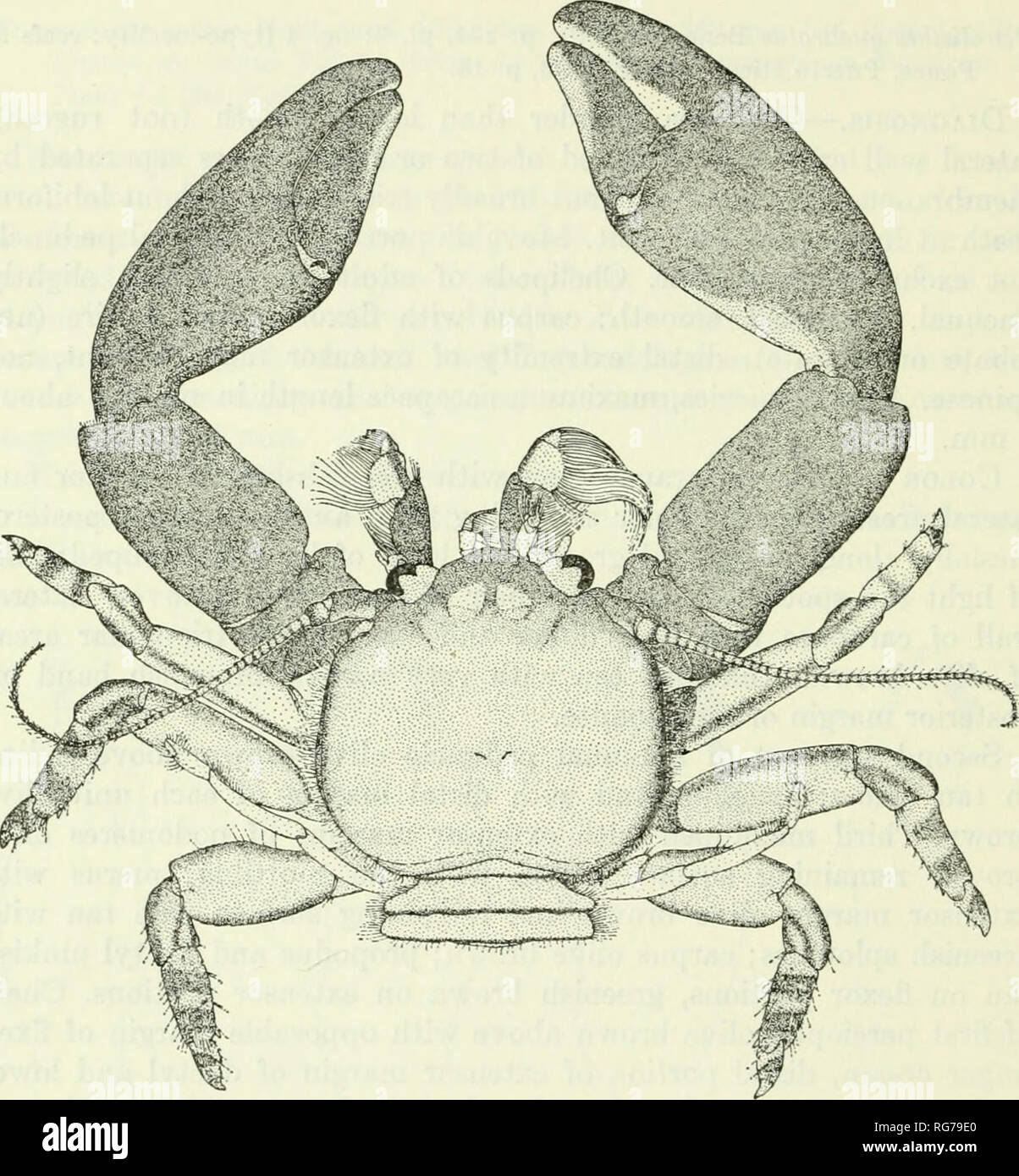 . Bulletin - United States National Museum. Science. 122 U.S. NATIONAL MUSEUM BULLETIN 292 Ecological notes.—Undoubtedly this small anomuran crab is much more abundant on Dominica than indicated by our single record on the south side of the isthmus that adjoins Scotts Head to the mainland (pi. 3a). Here, above the high-tide line on February 27,. Figure 32.—Petrolisthes quadratus, male (carapace length 4.7 mm) from Dominica station 110. 1966, Dr. R. B. Manning and Hobbs were collecting along the cobble beach searching for Geograpsus lividus and Cyclograpsiis integer. In this area, the rocks, 1  Stock Photo