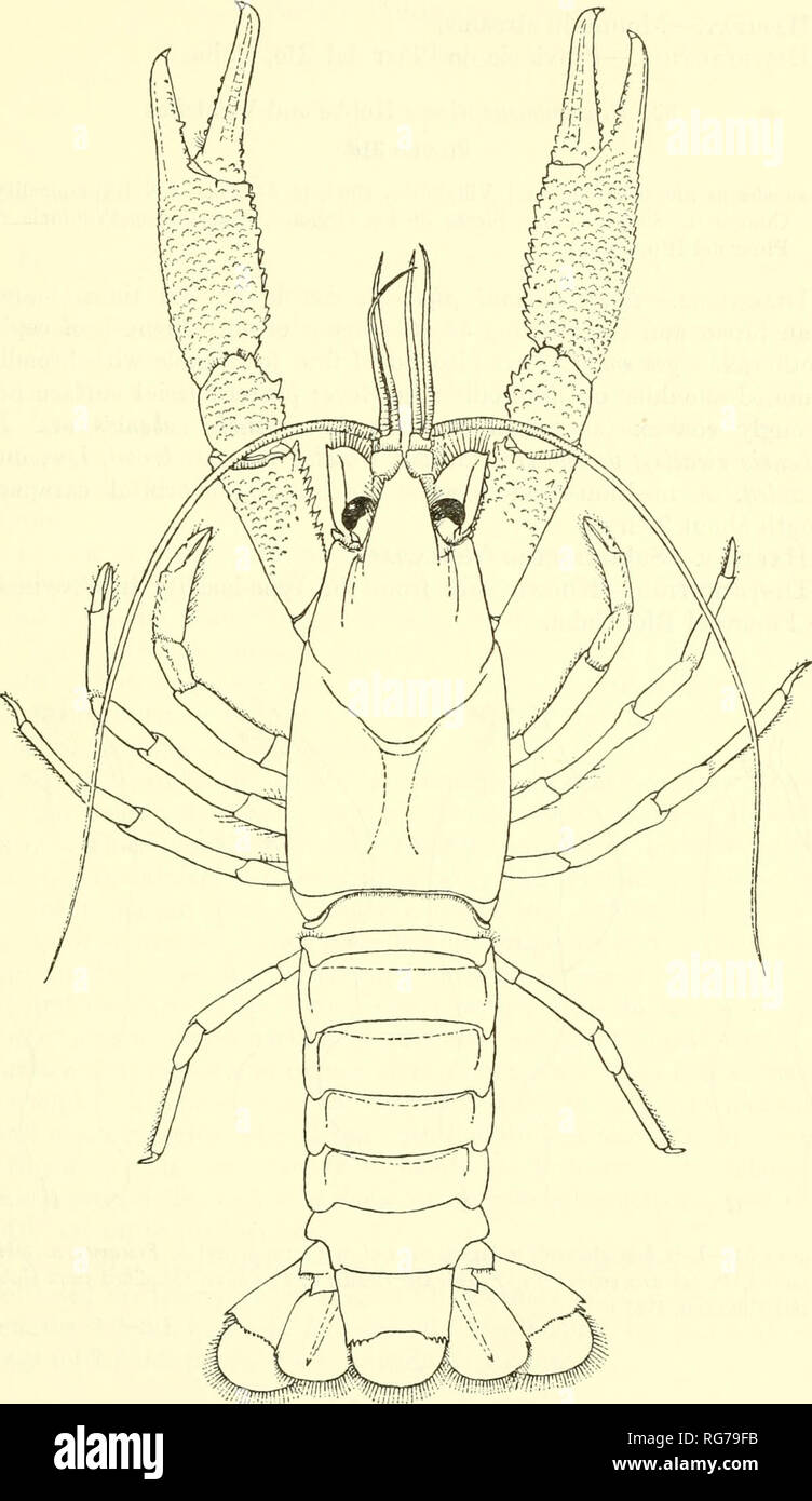 . Bulletin - United States National Museum. Science. DECAPOD CRUSTACEANS OF THE WEST INDIES 119. Figure 30.—Procambarus cubensis cubensis, first form male (carapace length 23.9 mm) from Guane, Pinar del Rio Province, Cuba.. Please note that these images are extracted from scanned page images that may have been digitally enhanced for readability - coloration and appearance of these illustrations may not perfectly resemble the original work.. United States National Museum; Smithsonian Institution; United States. Dept. of the Interior. Washington : Smithsonian Institution Press, [etc. ]; for sale Stock Photo
