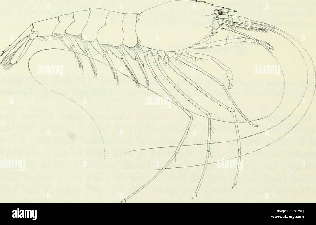 . Bulletin - United States National Museum. Science. 116 U.S. NATIONAL MUSEUM BULLETIN 292 as long as merus. Third pereiopod dth propodus only about twice as long as dactyl. A small species, maximum postorbital carapace length 9 mm. Habitat.—Subterranean fresh water. Distribution.—KnowTi only from the type-locality, a cave near Goshen, Jamaica. Family Hippolytidae Genus Barhouria 29. Barhouria cubensis (Von Martens) Figures 28/, 29 Hippolyte Cubensis Yon Martens, 1872, p. 136, pi. 5: fig. 14 [type-locality: Cuba]. Hippolysmata cubensis.—Kingsley, 1878b, p. 89. Barbouria poeyi Rathbun, 1912,  Stock Photo