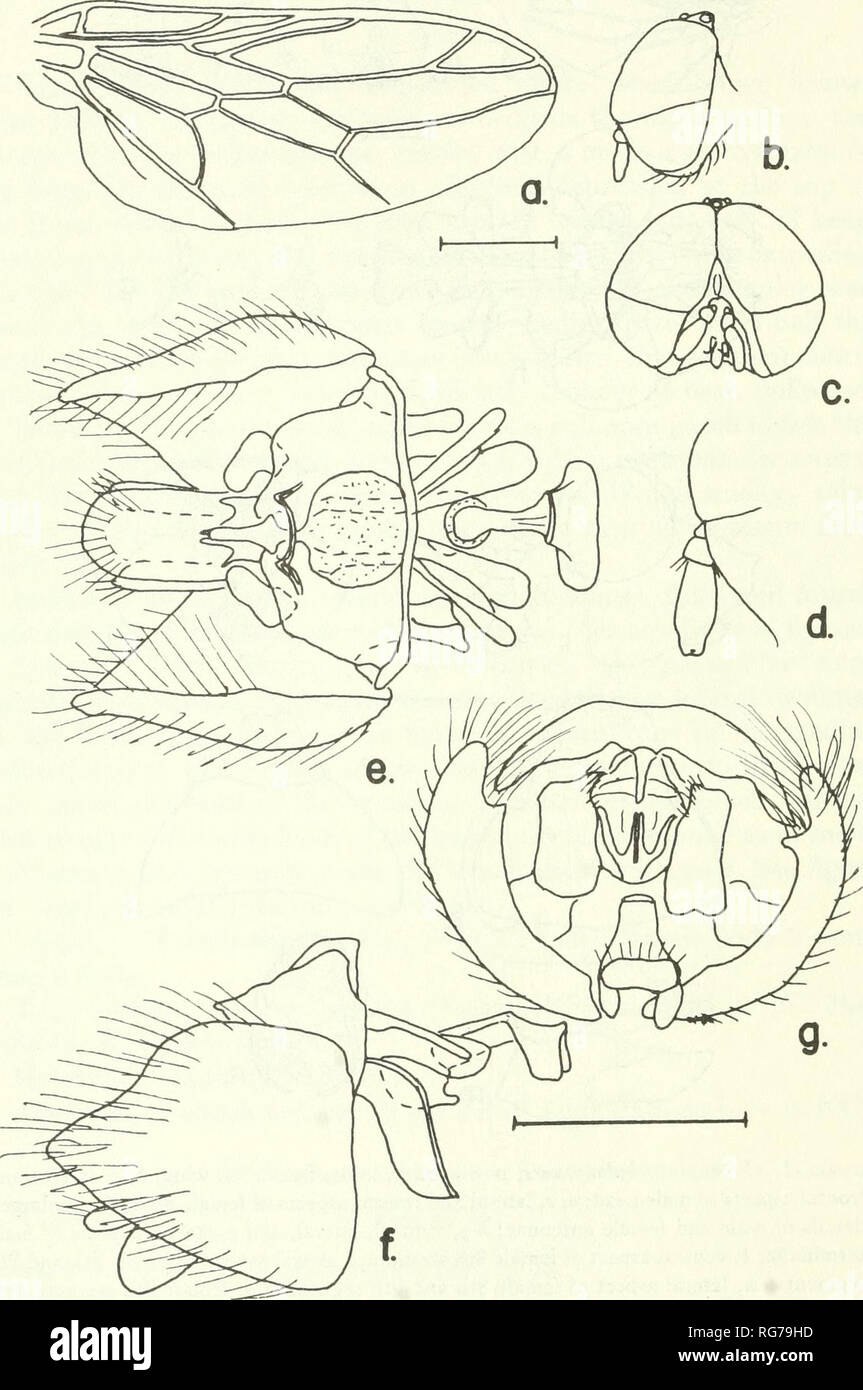 . Bulletin - United States National Museum. Science. 62 U.S. NATIONAL MUSEUM BULLETIN 277. Figure 33.—Scenopinus canarius, new species, male: a, wing; h, c, lateral and frontal aspects of head; d, enlarged detail of antenna; e-g, ventral, lateral and posterior aspects of terminalia.. Please note that these images are extracted from scanned page images that may have been digitally enhanced for readability - coloration and appearance of these illustrations may not perfectly resemble the original work.. United States National Museum; Smithsonian Institution; United States. Dept. of the Interior.  Stock Photo