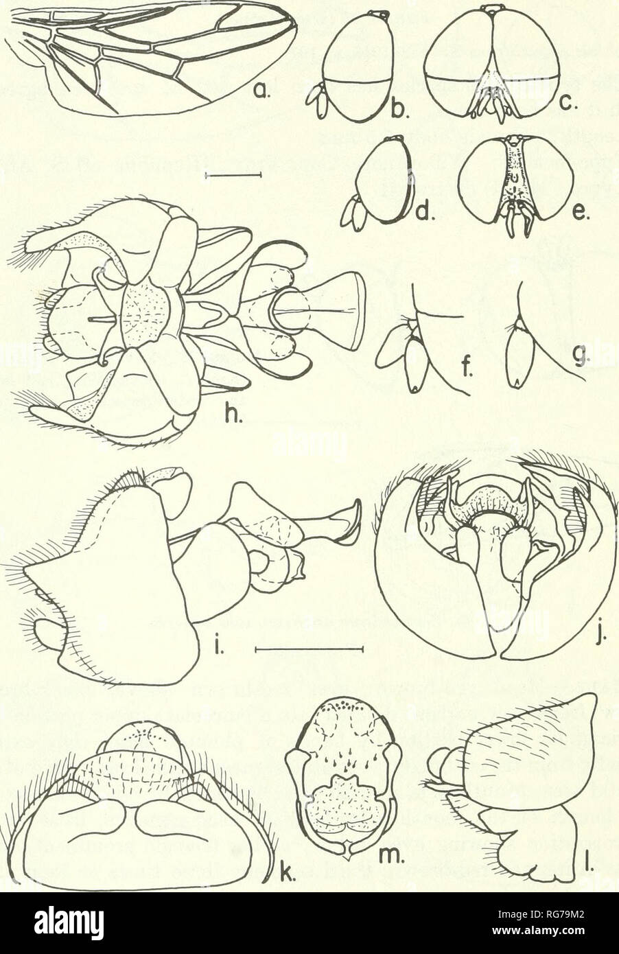 . Bulletin - United States National Museum. Science. 52 U.S. NATIONAL MUSEUM BULLETIN 277. Figure 26.—Scenopinus anthrax, new species, male, female: a, wing; b, c, male head, lateral and frontal aspects; d, e, female head, lateral and frontal aspects;/, g, enlarged details of male and female antennae; h-j, ventral, lateral and posterior aspects of male ter- minalia; k, ventral aspect of female 8th sternum; /, lateral aspect of female 8th and 9th segments; v, female 9th sternum and bursa. Female.—Head red-brown, eyes red-brown. Frons only as wide as ocellar tubercle, punctured with a shallow m Stock Photo
