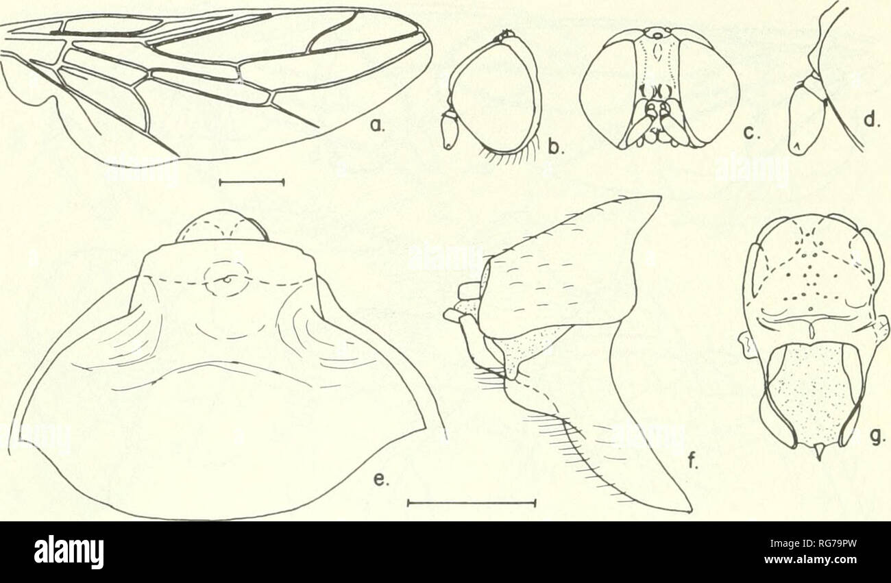 . Bulletin - United States National Museum. Science. 44 U.S. NATIONAL MUSEUM BULLETIN 277. Figure 21.—Scenopinus undulafrons, new species, female: a, wing; b, c, lateral and frontai aspects of head; d, enlarged detail of antenna; e, ventral aspect of 8th sternum;/, lateral aspect of 8th and 9th segments; g, 9th sternum and bursa. 21. Scenopinus varipes Loew Scenopinus varipes Loew, 1873, p. 148. This species appears to be lost to science; at least all my efforts to find its whereabouts have been fruitless. Length: Male body 1 mm., wing 1 mm. Type-locaHty: Balfrusch (Babul), Iran; Christoph Col Stock Photo
