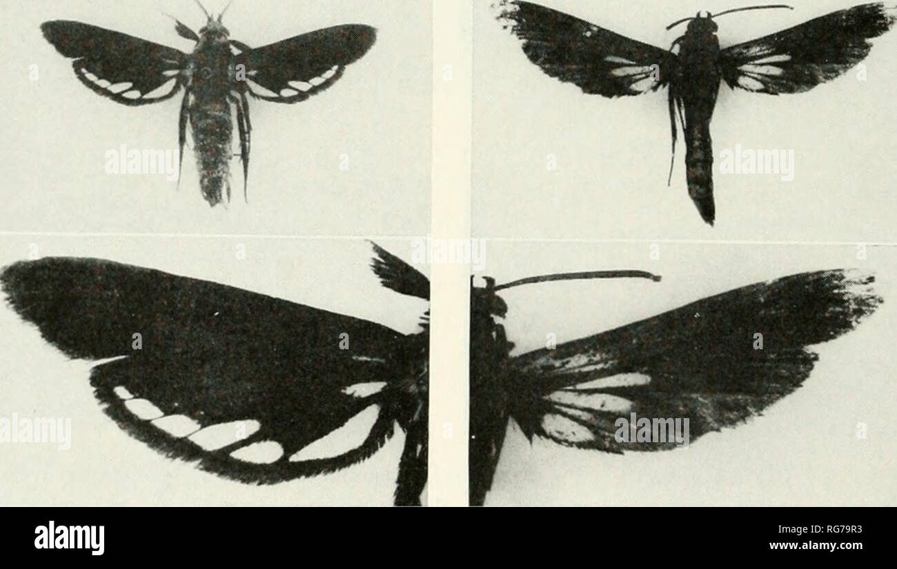. Bulletin - United States National Museum. Science. Figures 706-714.—-Aegeriidae: 706, Glossosphecia pelocroca, new species, holotype, 9 , left pair of wings; 707, total aspect; 708, G. micans, new species, holotype, 9 &gt; left pair of wings; 709, total aspect; 710, Trilochana triscoliopsis Rothschild, holotype, 9 i 711, Sura cyanolampra, new species, holotype, 9 ; 712, left pair of wings; 713, S. tetra- pora, new species, holotype, 9 ; 714, right pair of wings. [Fig. 710, by courtesy of the Trustees of the British Museum, Natural History.]. Please note that these images are extracted from s Stock Photo