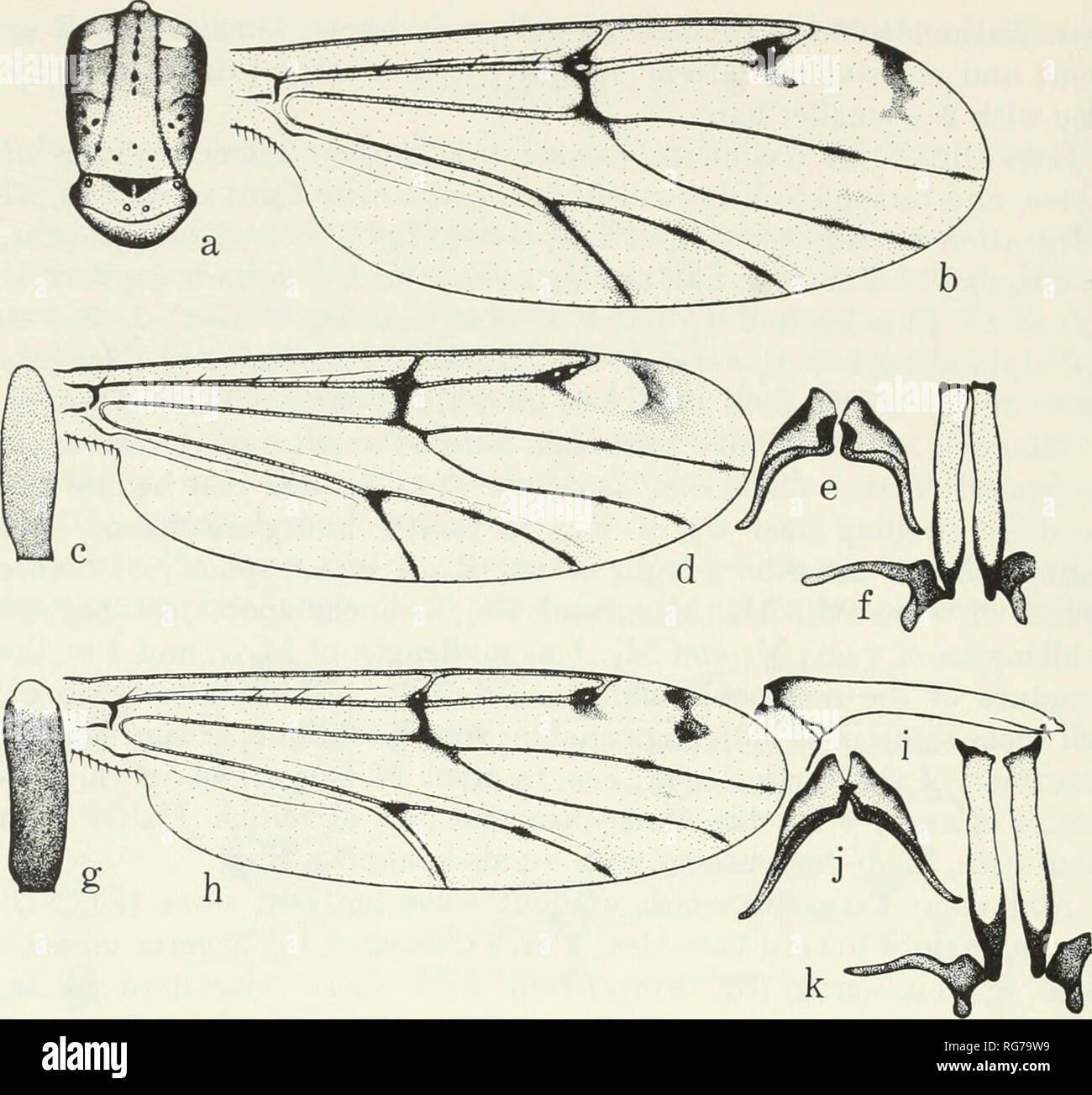 . Bulletin - United States National Museum. Science. 108 U.S. NATIONAL MUSEUM BULLETIN 283. Figure 82.—Stilobezzia punctivenosa, new species, forms 2-4 (a-b, 9 ; c—k, d&quot;). a, thorax, form 2; b, wing, form 2; c, palpal segment V, form 3; d, wing, form 3; e-f, o&quot; genitalia, form 3; g, palpal segment V, form 4; h, wing, form 4; i-&amp;, cf genitalia, form 4. Types.—Holotype male, allotype female, Bangkok Prov., Thonglo Dist., Thailand, Aug.-Sept. 1962, J. Scanlon, light trap (USNM 69477). Paratypes, 12 males, 8 females, same data as types. Discussion.-—-Because of extensive variation in Stock Photo