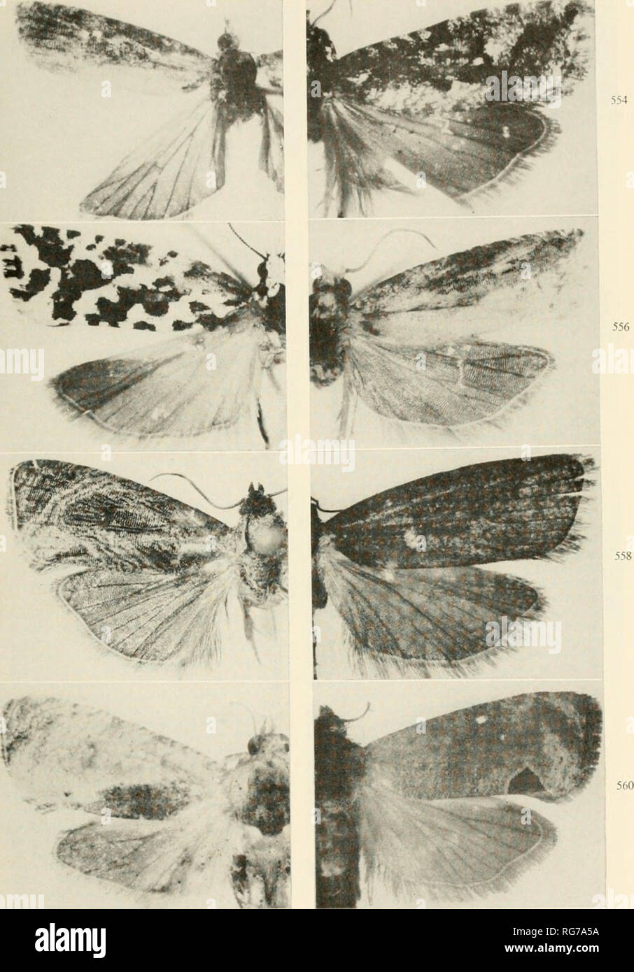 . Bulletin - United States National Museum. Science. MICROLEPIDOPTERA OF PHILIPPINE ISLANDS 423. Figures 553-560.—Olethreutinae: 553, Strepsicrales inobtrusa, new species, cf, holotype; 554, S. discobola, new species, cf, holotype; 555, Petrova scalaris, new species, ?, holotype; 556, Eucosma iographa, new species, c?', holotype; 557, Cryptophlebia tetra- ploca (Meyrick), cf; 558, Cryptaspasma {Allobrachygonia) hesyca Diakonoff, cf, para- type; 559, C. (C.) ombrodelta (Lower), cf; 560, ? .. Please note that these images are extracted from scanned page images that may have been digitally enhanc Stock Photo