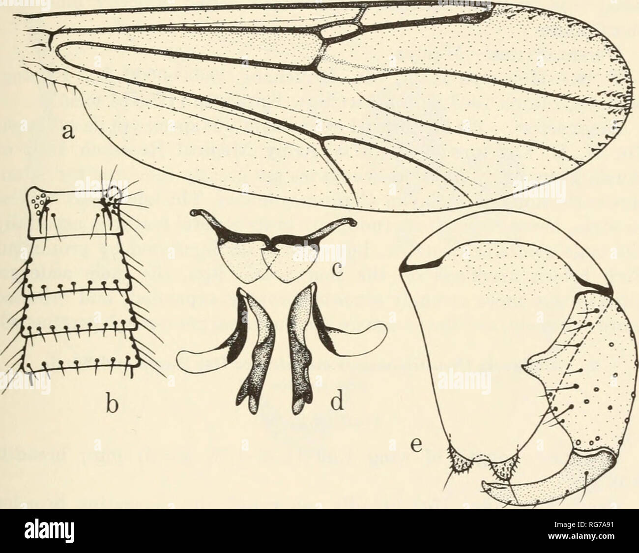 . Bulletin - United States National Museum. Science. REVISION OF SPECIES OF STILOBEZZIA KIEFFER 51 16. Stilobezzia (Neostilobezzia) macclurei Das Gupta and Wirth, new species Figure 56 Female.—Unknown. Male.—Length of wing 1.38 mm. A dull yellowish-brown species, scutum slightly more brownish; legs straw colored, hind femur slightly brownish on distal half. Distal antennomere with terminal bristle; palpal segment III slender, with preapical round pit bearing short sensilla. Scutellum with 4 large bristles. Femora and tibiae with sparse short hairs, 6 long extensor bristles on hind tibia; claws Stock Photo