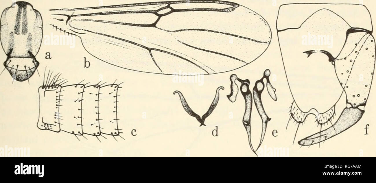 . Bulletin - United States National Museum. Science. REVISION OF SPECIES OF STILOBEZZIA KIEFFER 47 (where 2 are present they are unequal in length); hind tibial comb with 6 spines; TR 2.44. Wing (fig. 536): Grayish hyaline, veins brownish; lRC well formed; CR 0.83; r-m strong, stem M with strong base forming a short spur at juncture with r-m; r-m to stem M lengths as 1:1; alula fringed; macrotrichia forming a line near wing margin between tip of R4+5 and tip of vein Mi. Halter whitish.. Figure 53.—Stilobezzia fasciscviata, new species (d1). a, thorax; b, wing; c, abdominal terga I-IV; d-f, cf  Stock Photo