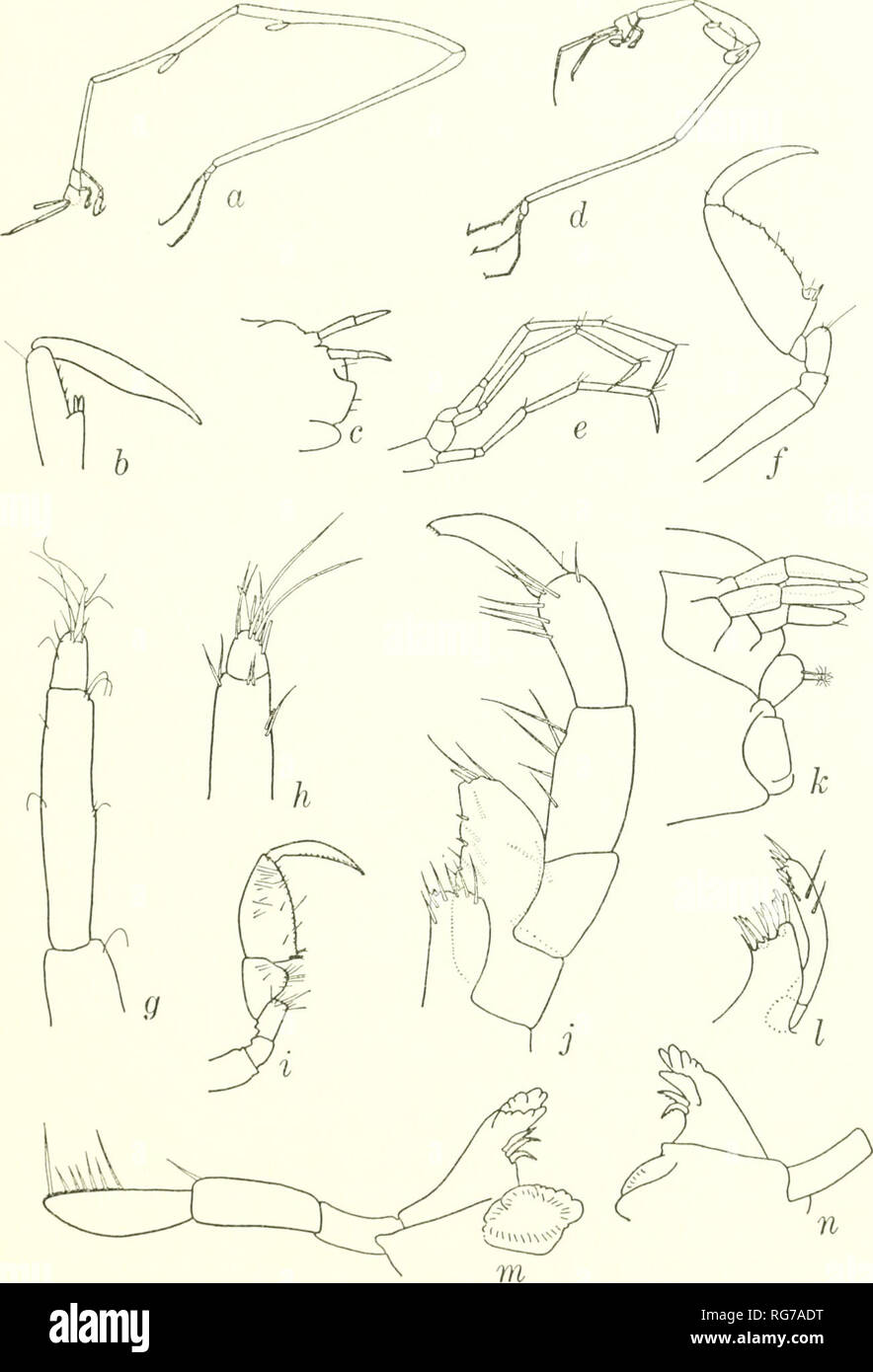 . Bulletin - United States National Museum. Science. CAPKELLIDAE OF WESTERN NORTH ATLANTIC 99. Figure 48.—Proaeginina norvegica; a, male lateral view; b, percopod 5; c, female abdomen, lateral view; d, female lateral view; e, pereopods 6 and 7;/, gnathopod 2; g, terminal articles of antenna 2; A, terminal articles of antenna 2 {Thor female); i, gnathopod 1; ;, maxilliped; k, abdomen, lateral view; /, maxilla 1; m, left mandible; n, right mandible {a-f after Stephensen, 1942; f-g and i-n of small female).. Please note that these images are extracted from scanned page images that may have been d Stock Photo