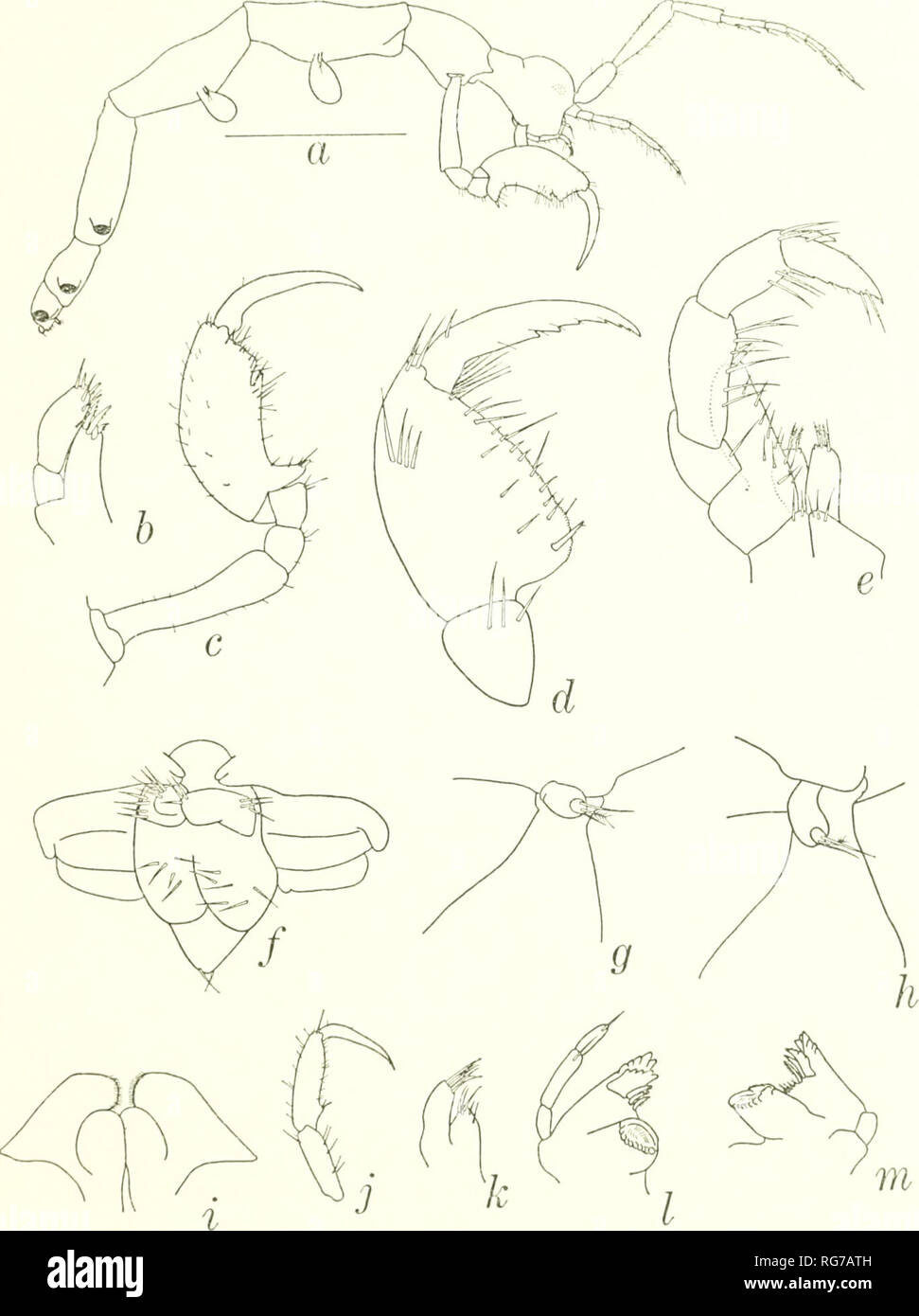 . Bulletin - United States National Museum. Science. CAPRELLIDAE OF WESTERN NORTH ATLANTIC 55. Figure 25.—Deutella mayeri, male; a, lateral view; h, maxilla 1; c, gnathopod 2; d, gnalho- pod 1; e, maxilllped;/, abdomen; g, pereopod 4; h, pcreopod 3; i, labium; ;, pereopod 5; k, maxilla 1; /, left mandible; m, right mandible. Outer lobe of maxilliped with 2 apical setae, 1 plumose and 1 non- plumose seta, and several medial setae; inner lobe with 3 or 4 apical setae of which 2 or 3 plumose; terminal article of palp with 2 or 3 distal setae, penultimate article with distal triangular projection. Stock Photo