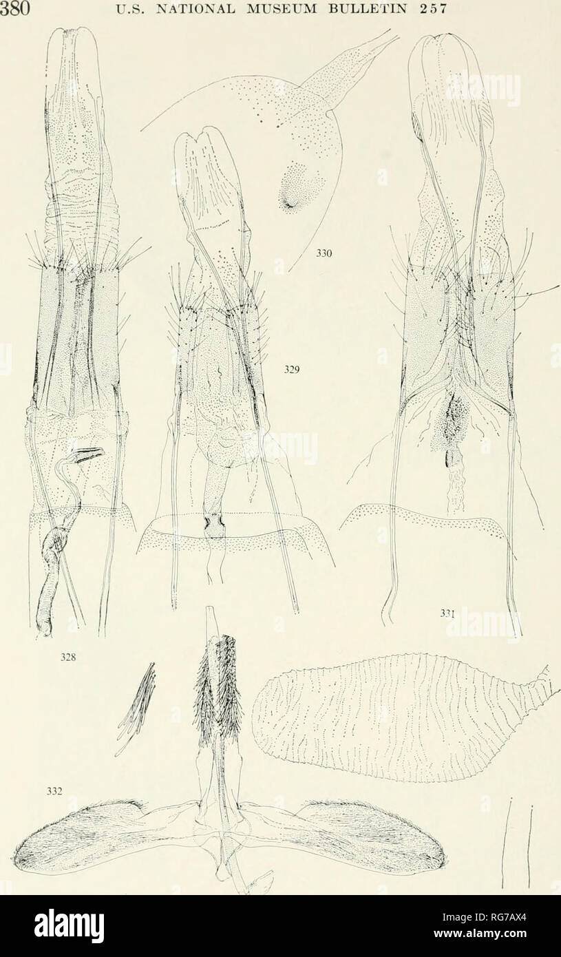 . Bulletin - United States National Museum. Science. U.S. NATIONAL MUSEUM BULLETIN 2 57. Figures 328-332.—Genitalia of Aegeriidae: 328, Lepidopoda lutescens, new species, 9, holotype; 329, Glossosphecia micans, new species, ? , holotype; 330, part of bursa copulatrix with signum; 331, Sura cyanolampra, new species, 9 , holotype, below, corpus bursae (contracted) and part of ductus bursae; 332, Synanthedon chrysostetha, new species, cf, holotype, left, scales of uncus, more magnified.. Please note that these images are extracted from scanned page images that may have been digitally enhanced for Stock Photo
