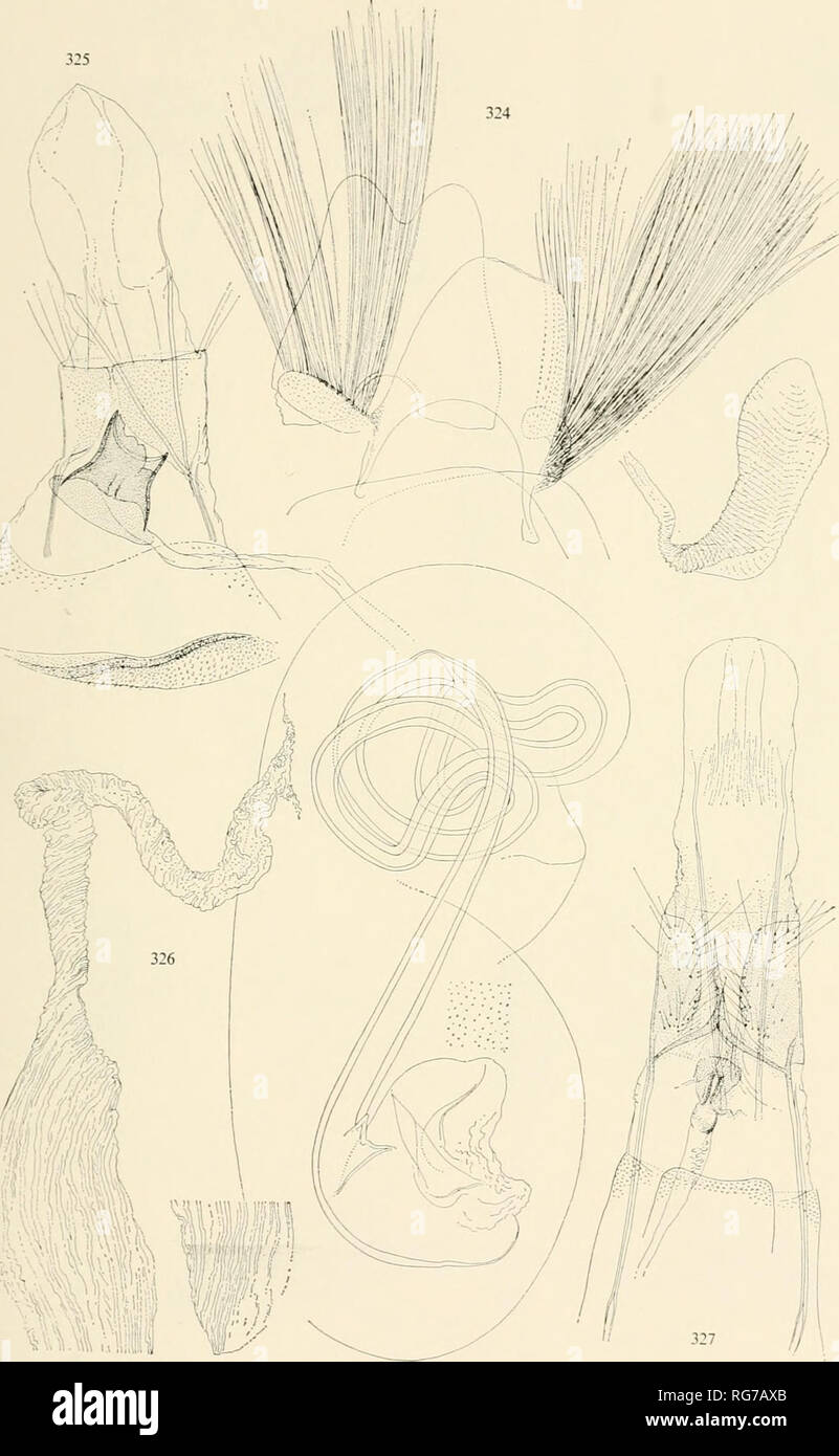 . Bulletin - United States National Museum. Science. MICROLEPIDOPTERA OF PHILIPPINE ISLANDS 379. Figures 324—327.—Genitalia of Heliodinidae and Aegeriidae: 324, Eretmncera percnophanes Meyrick, o^, slide no. 5432, coremata; 325, Craterohathra demarcala, new species, 9 . holotype, below, spines of the tergite; 326, bursa copulatrix (reconstrued), with sperma- tophore and separate chamber (tip dislodged); 327, Paranthrene heterodesma, new species, 9 , allotype, above, corpus bursae (contracted), 237-168—67 25. Please note that these images are extracted from scanned page images that may have bee Stock Photo
