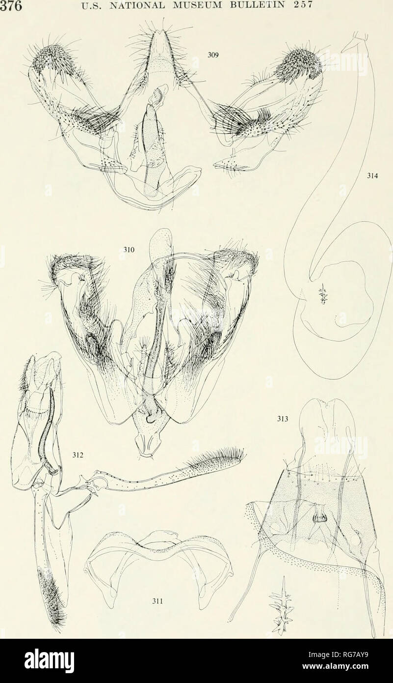 . Bulletin - United States National Museum. Science. U.S. NATIONAL MUSEUM BULLETIN 257. Figures 309-314.—Genitalia of Glyphipterygidae and Heliodinidae: 309, Anthophila OTthogona (Meyrick), cf; 310, Imma tyrocnista Meyrick, cf, slide no. 5175; 311, mensis ventralis; 312, Eretmocera percnophanes Meyrick, cf, slide no. 5432; 313, Thriambeutis coryphaea Meyrick, 9, slide no. 5321, below signum, strongly magnified; 314, bursa copulatrix.. Please note that these images are extracted from scanned page images that may have been digitally enhanced for readability - coloration and appearance of these i Stock Photo