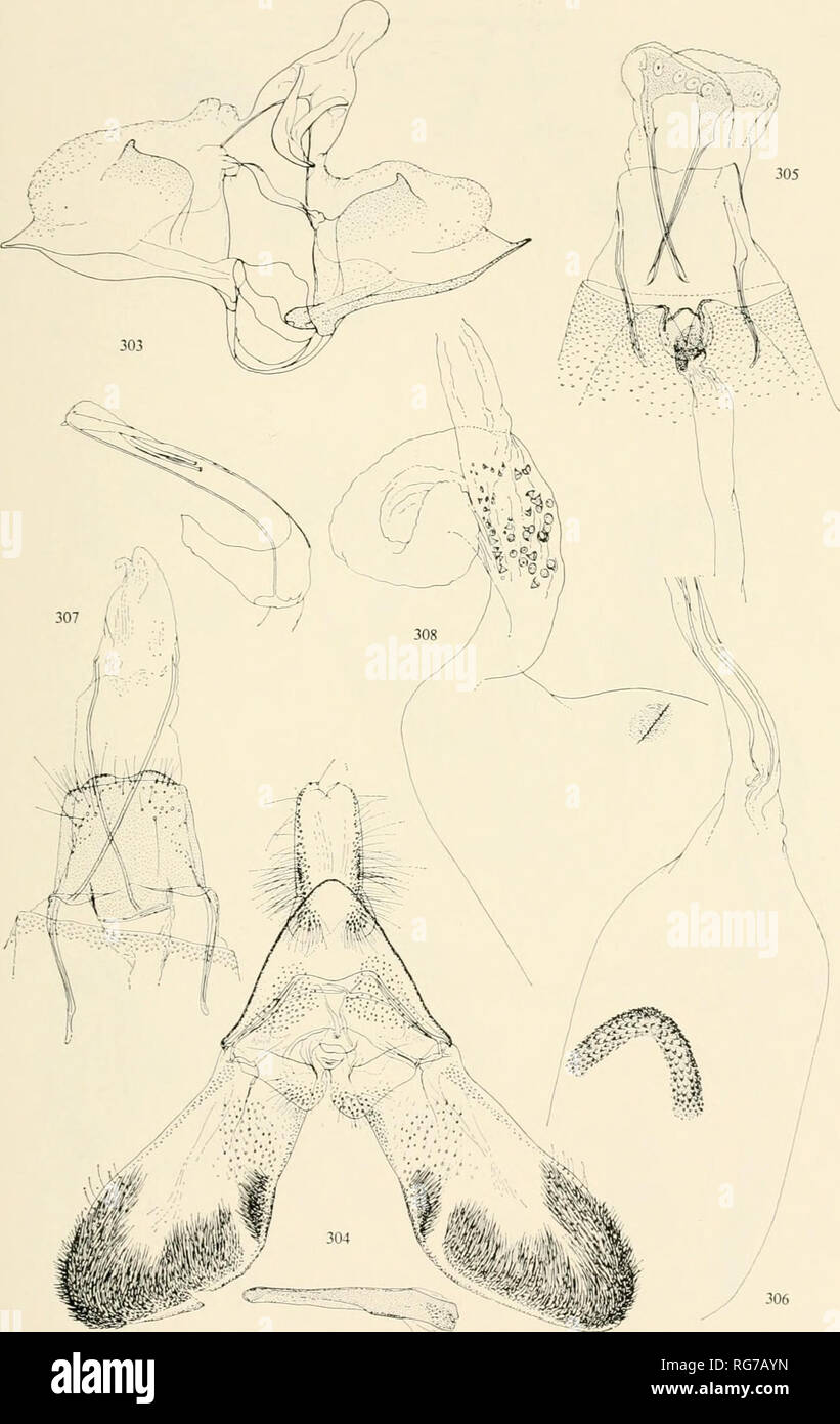 . Bulletin - United States National Museum. Science. MICROLEPIDOPTERA OF PHILIPPINE ISLANDS 375. Figures 303-308.—Genitalia of Tortricidae, Glyphipterygidae, and Heliodinidae: 303, Homona aestivana (Walker), below, aedeagus; 304, Anthophila basalis (Feldcr), cf, slide no. 5170, below, aedeagus; 305, A. angulosa, new species, 9 , holotype; 306, part of bursa copulatrlx; 307, Aeoloscelis perigrapha, new species, 9 , holotype; 308, part of ductus and corpus bursae.. Please note that these images are extracted from scanned page images that may have been digitally enhanced for readability - colorat Stock Photo