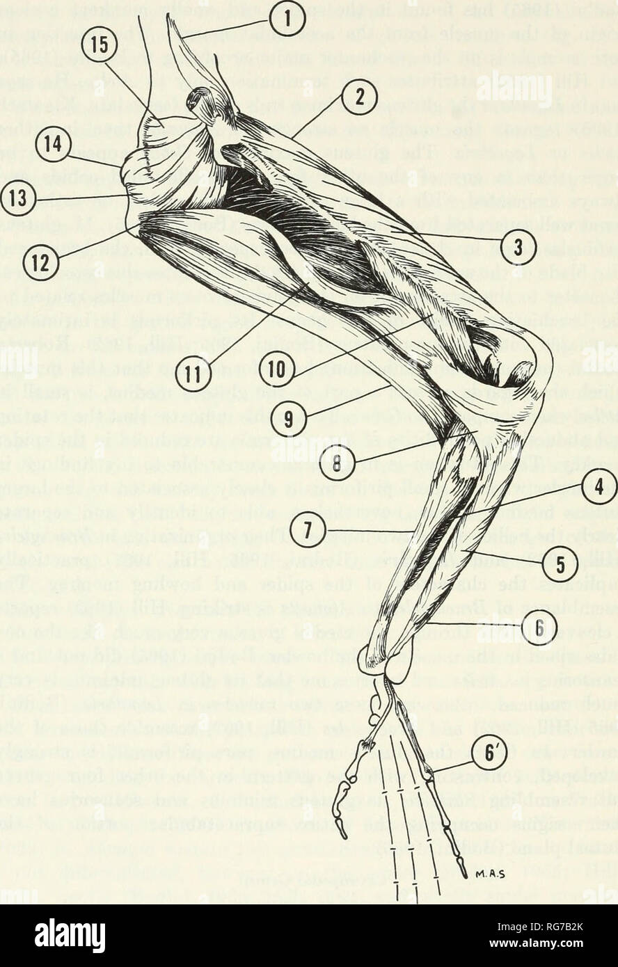 Bulletin - United States National Museum. Science. 140 U.S. NATIONAL MUSEUM  BULLETIN 2 73. Figure 44.—Lower extremity (1, m. scansorius; 2, m. rectus  femoris; 3, m. vastus lateralis; 4, m. soleus;