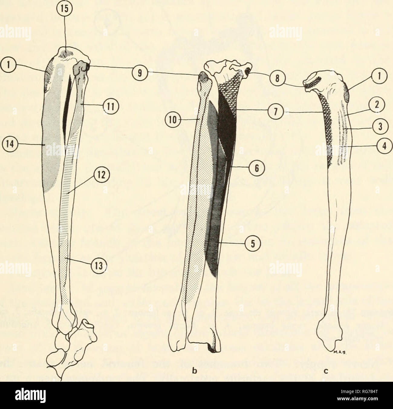 chimpanzee muscle structure