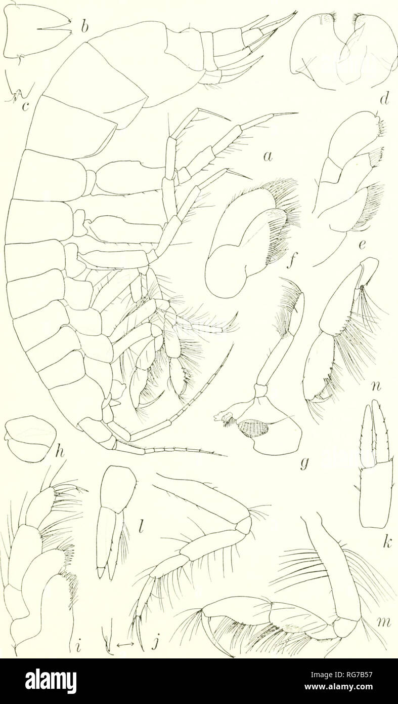 . Bulletin - United States National Museum. Science. Figure 92.—Vernana lemuresa, new species, holotype, female, 10.0 mm, 7249: a, lateral aspect; b, telson; c, apex of telsonlc lobe; d, lower lip; e,f, maxillae 1,2; g, mandible; /i, labrum; i, maxilliped;/, pereopod 1; k,l, uropods 2,3; ni,n, gnathopods 1,2.. Please note that these images are extracted from scanned page images that may have been digitally enhanced for readability - coloration and appearance of these illustrations may not perfectly resemble the original work.. United States National Museum; Smithsonian Institution; United Stat Stock Photo