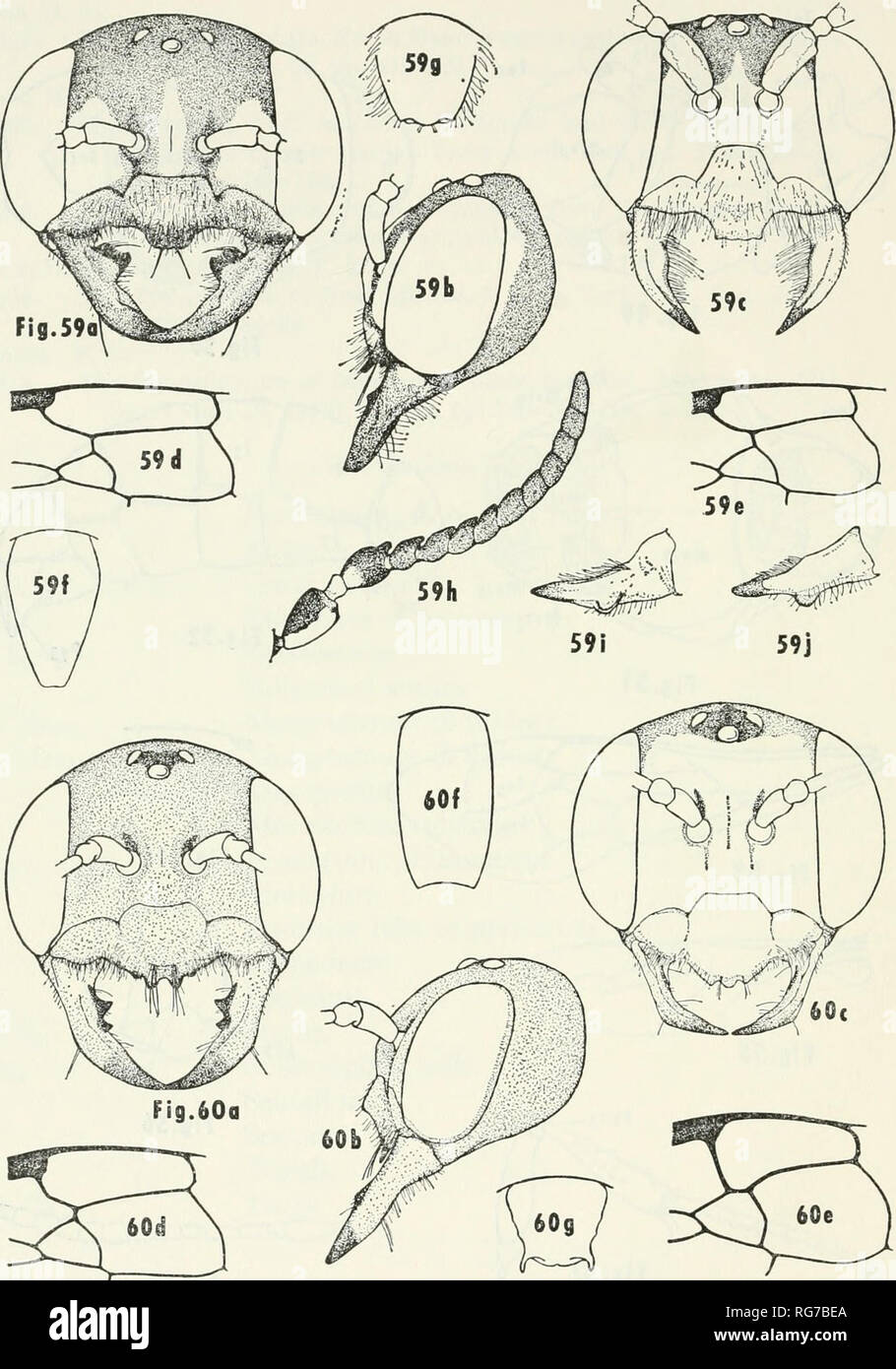 . Bulletin - United States National Museum. Science. 82 U.S. NATIONAL MUSEUM BULLETIN 2 68. Figures 59-60.—59, E. angulata Rohwer (a= female face, b= female head profile, c=male face, d= female wing, e=male wing, f= female pygidium, g=male pygidium, h=male antennae, posterior view, i=male mandible, dorsal, j=male mandible, ventral); 60, E. apicata Banks (a= female face, b= female head profile, c=male face, d= female wing, e=male wing, f= female pygidium, g=male pygidium).. Please note that these images are extracted from scanned page images that may have been digitally enhanced for readability Stock Photo