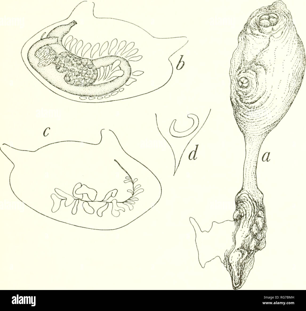 . Bulletin - United States National Museum. Science. PACIFIC TUNICATA ...