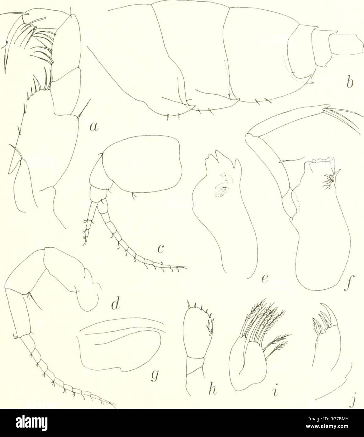 . Bulletin - United States National Museum. Science. GAMMARIDEAN AMPHIPODA 127 sixtli articles, fourth and fifth articles of medium expansion; second articles of gnathopods and pereopods 1 and 2 attached nearly at proximal margins of coxae; pereopods 3 and 5 remarkably mterdistinct in size and length, pereopod 3 short, article 2 slender, pereopod 4 long,. Figure 61.—Pardaliscopsis (?) copal, new species, holotype, female, 4.4 mm, 7231: a, maxilliped; b, pleon, left; c,d, antennae 1,2; e, right mandible, outer surface;/, left man- dible; g, labrum; h, palp of maxilla 1; i, maxilla 2;;, outer lo Stock Photo