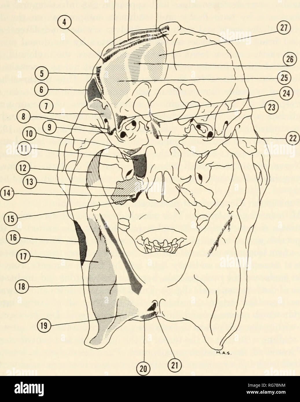 . Bulletin - United States National Museum. Science. MUSCULAR SYSTEM OF THE RED HOWLING MONKEY ®9 9. Figure 5.—Muscular attachments in the cranium, dorsal view (1, m. trapezius; 2, m. rhomboideus; 3, m. splenius; 4, mm. spinalis et semispinalis capitis; 5, m. longissimus cervicis et capitis; 6, m. sternocleidomastoideus; 7, m. digastricus; 8, m. stylohyoideus; 9, m. stylopharyngeus; 10, m. levator veli palatini; 11, m. tensor veli palatini; 12, m. pterygoideus lateralis; 13, m. pterygoideus medialis; 14, m. palatopharyngeus; 15, m. constrictor pharyngis superior; 16, m. masseter; 17, m. pteryg Stock Photo