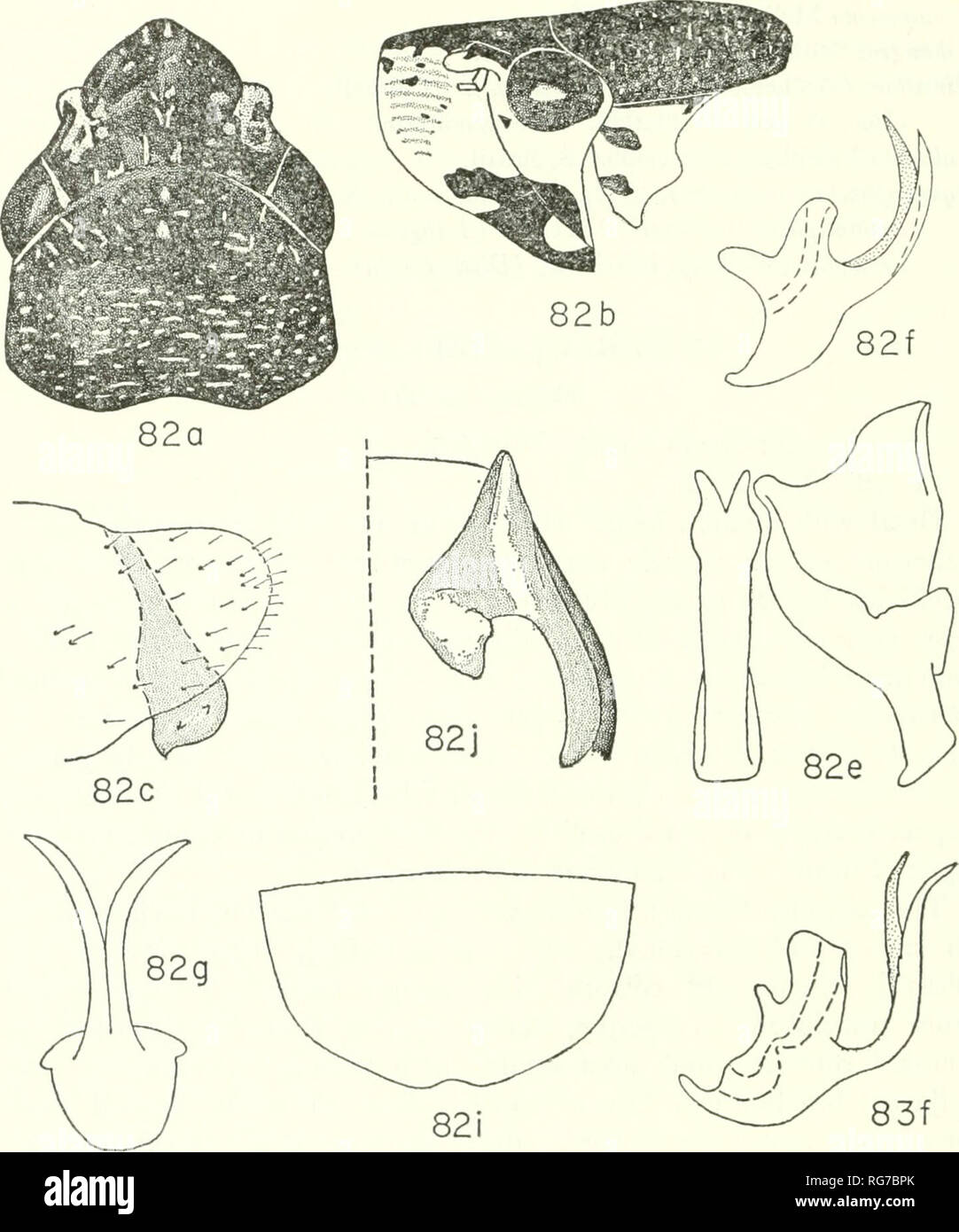 . Bulletin - United States National Museum. Science. 94 U.S. NATIONAL MUSEUM BULLETIN 261. Figures 82, 83.—82, Paraulacizes irrorata (Fabricius) (a and b from specimen from Virginia; c-g, j, from Florida (plate not shown in c); i, from Maryland): j, male pygofer, posterior view. 83, P. piperata (Fowler), topotype. shaped with stem much longer than slightly divergent arms. Aedeagus symmetrical, shaft very short with pair of slender, tapering ventral processes which greatly exceed shaft apex. Paraphyses absent. Female abdominal sternum VII variable interspecifically. Species of Paraulacizes are  Stock Photo