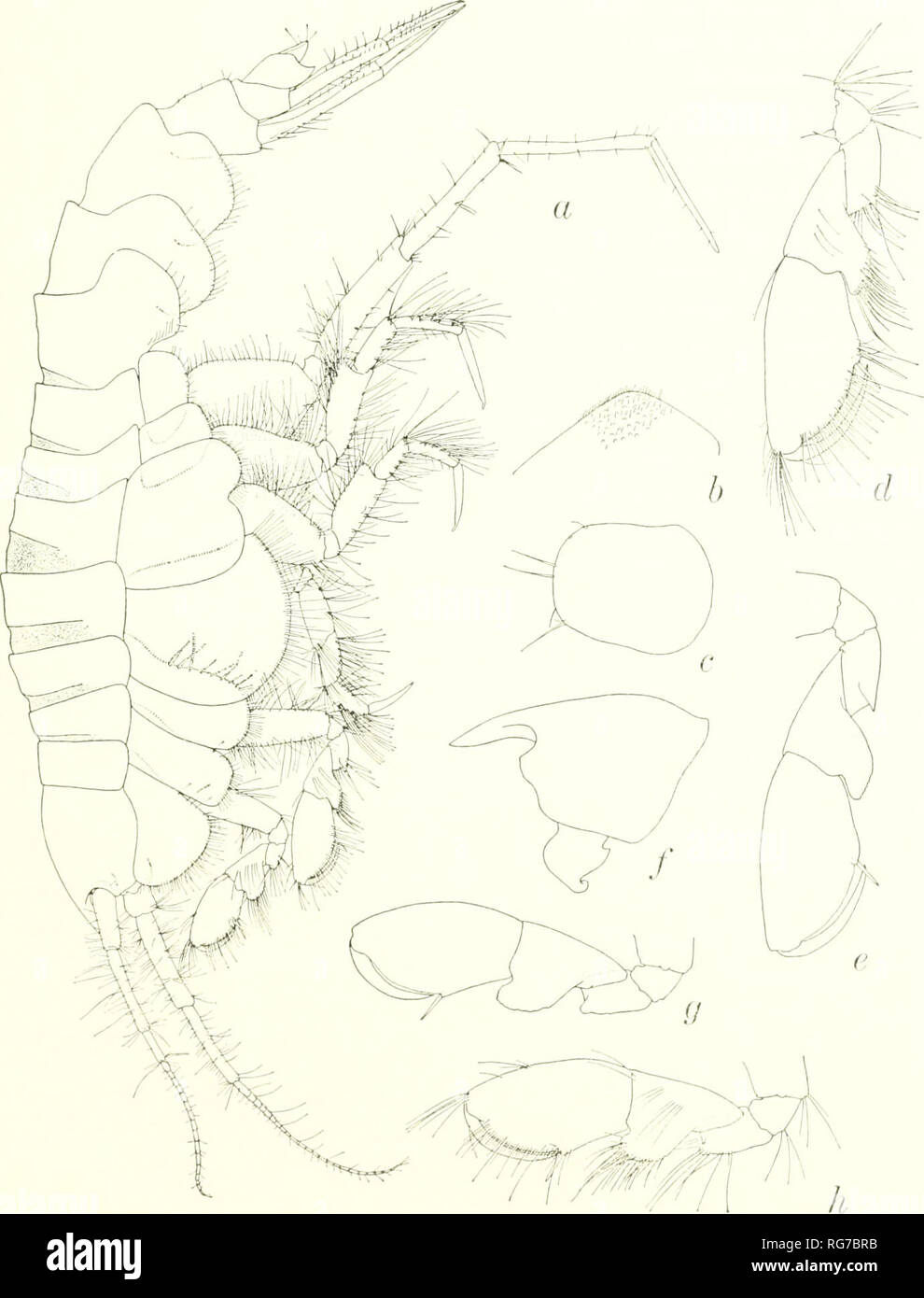 . Bulletin - United States National Museum. Science. GAMMARIDEAN AMPHIPODA 119 jecting from tangent of article 3; posteroventral corners of pleonal epimera rounded; dorsum of pleon very minutely tuberculate and cov- ered with down; telson romided apically. Uropod 3 missing. HoLOTYPE.—xHF No. 6118, female, 11.0 mm. Unique.. Figure 56.—Monoculodes (?) sudor, new species, holotype, female, 11.0 mm, 7234: a, lateral aspect; b, dorsal enlargement of pleonite 3 to show &quot;down&quot; and tuberculations; c, telson; d,e, gnathopod 2; f, head; g,h, gnathopod 1.. Please note that these images are ext Stock Photo