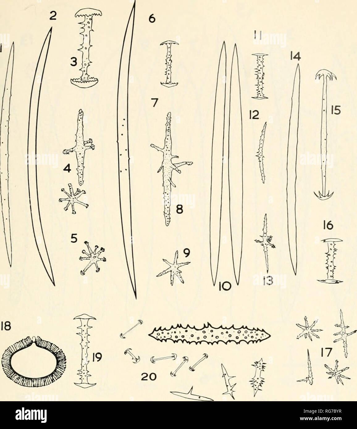 . Bulletin - United States National Museum. Science. U.S. NATIONAL MUSEUM BULLETIN 272 PLATE 11. Figures 1-20.— 1, Megasclere, Umborotula boi^orensis; 2, megasclere, Dosilia plumosa; 3, gemmosclere, D. plutnosa; 4, acerate microsclere, D. plumosa; 5, stellate microscleres, D. plumosa; 6, megasclere, D. palmeri; 7, gemmosclere, D. palmeri; 8, acerate microsclere, D. palmeri; 9, stellate microsclere, D. palmeri; 10, megascleres, D. hrouni; 11, gemmo- sclere, D. brouni; 12, 13, microscleres, D. brouni; 14, megasclere, D. radiospiculata; 15, longer gemmosclere, D. radiospiculata; 16, shorter gemmo Stock Photo