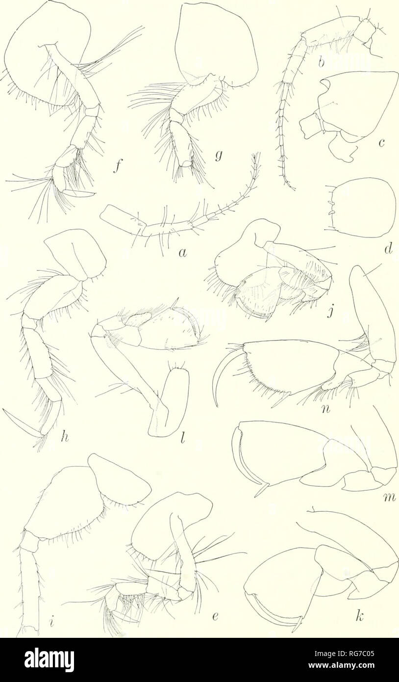 . Bulletin - United States National Museum. Science. Figure 51.—Monoculodes diversisexus, new species, holotype, female, 8.5 mm, 7229: a,b, antennae 1,2; c, head and epistome-labrum complex; d, telson; e-i, pereopods 1,2,3,4,5; j,k, gnathopod 1; l^m, gnathopod 2. Male: «, gnathopod 2.. Please note that these images are extracted from scanned page images that may have been digitally enhanced for readability - coloration and appearance of these illustrations may not perfectly resemble the original work.. United States National Museum; Smithsonian Institution; United States. Dept. of the Interior Stock Photo