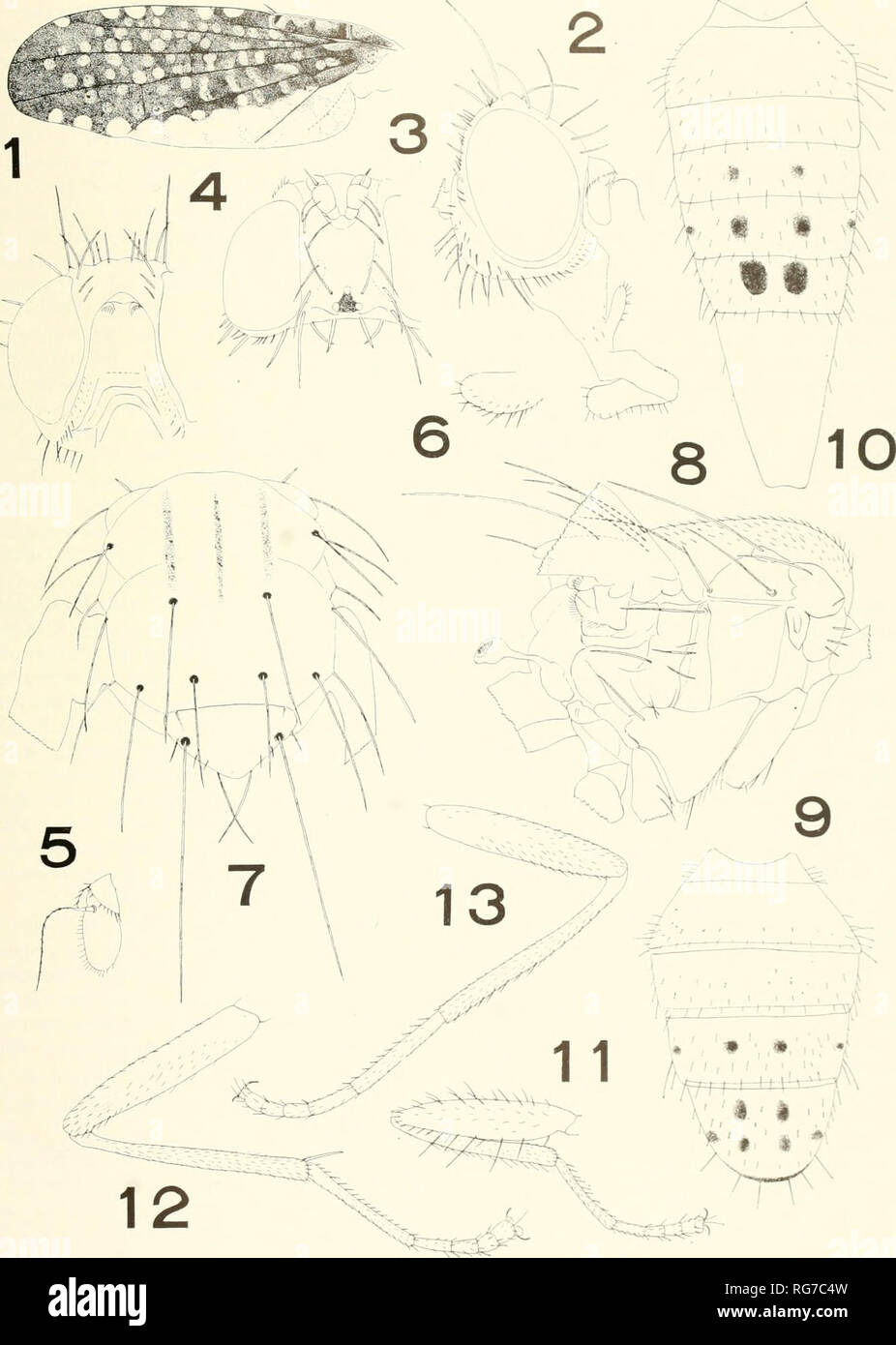 . Bulletin - United States National Museum. Science. us NATIONAL MUSEUM BULLETIN 263. PLATE 34. Elaphromyia inconipleta punctata, new subspecies Male: I, left wing; 2, head, profile; J, head, from above; 4, head, from front; 5, left antenna; 6, right palpus; 7, thorax, from above; 8, thorax, from side; 9, abdomen, from above; 11, left foreleg; i 2, right niidlcg; ij, left hindleg. Female: 10. abdomen, from above.. Please note that these images are extracted from scanned page images that may have been digitally enhanced for readability - coloration and appearance of these illustrations may not  Stock Photo