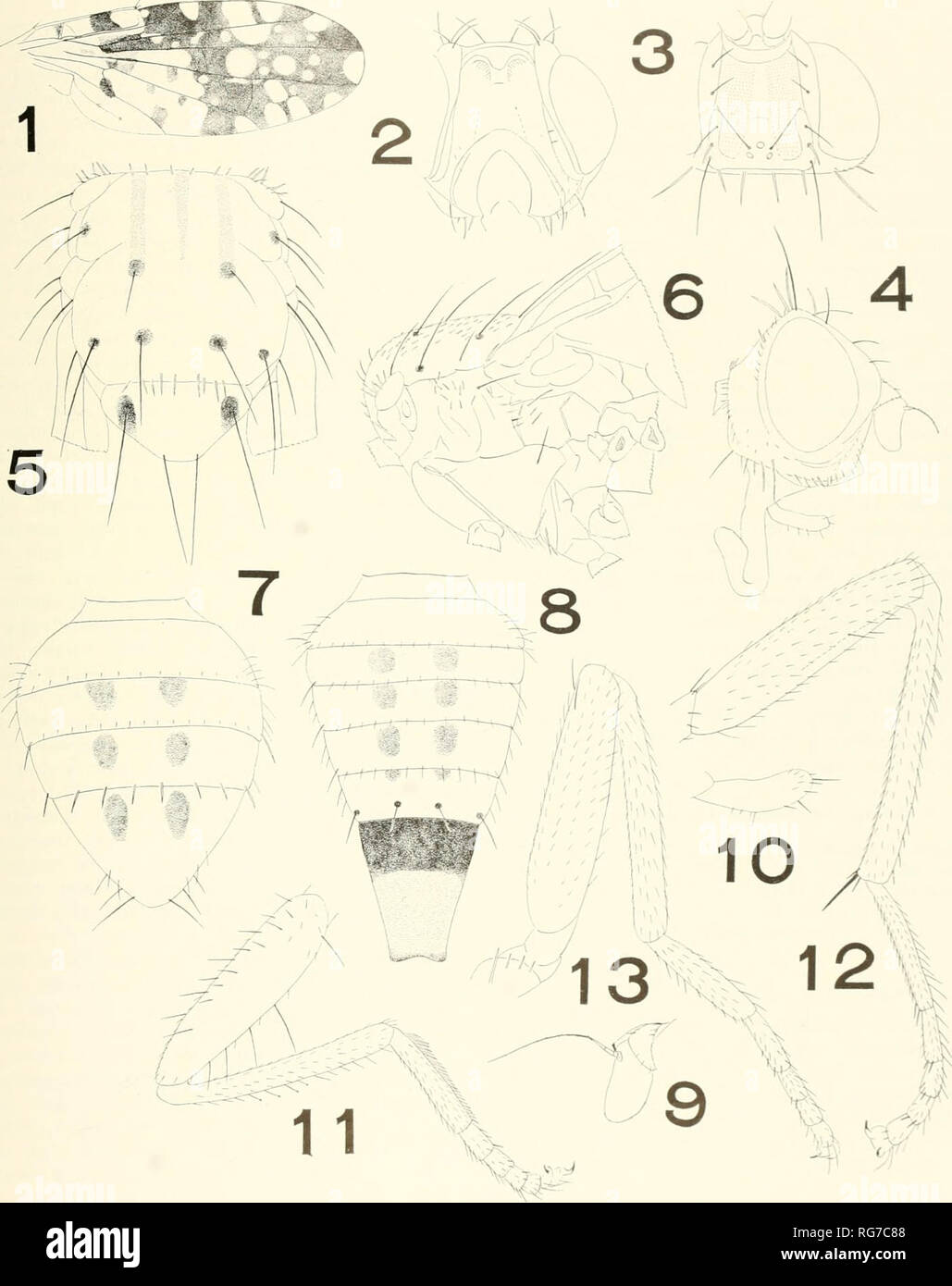 . Bulletin - United States National Museum. Science. U S- NATIONAL MUSEUM BULLETIN 263. PLATE 28. Euaresta punctata, new species Male- I right wing; 2, head, from front; 3, head, from above; 4, head, profile; 5, thorax, from above; 6, thorax, from side; 7, abdomen, from above; 9, left antenna; 10, right palpus; 11, left foreleg; 12, left midleg; 13, left hindleg. Female: 8, abdomen, from above.. Please note that these images are extracted from scanned page images that may have been digitally enhanced for readability - coloration and appearance of these illustrations may not perfectly resemble  Stock Photo