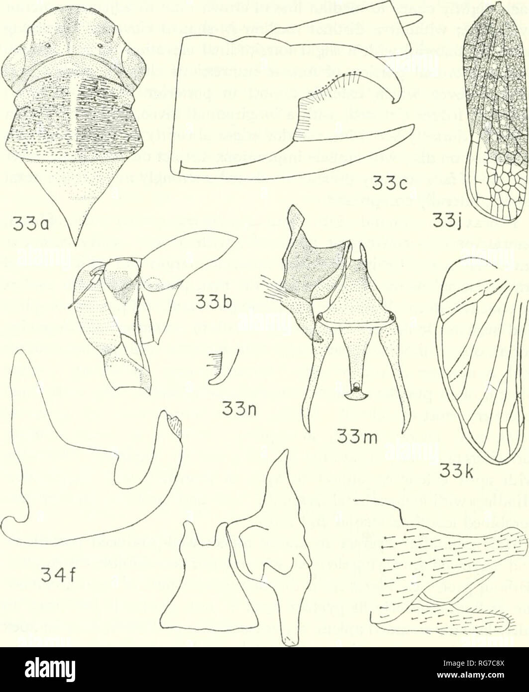 . Bulletin - United States National Museum. Science. 48 U.S. NATIONAL MUSEUM BULLETIN 2G1. 34e 34c Figures 33, 34.—33, Homoscarta irregularis (Signorct): j, forewing; k, hindwing; m, one style, connective, aedeagus, and paraphyses, dorsal view; n, apex of style, lateral view. 34, H. superciliaris (Jacobi), specimen from Cuzco, Peru; process shown in c is a paraphysis. in a position from which several other conditions found in the sub- family could have been derived. The males are larger than the females. Species of Homoscarta are known from Ecuador, Peru, Bolivia, and Brazil. The species are v Stock Photo