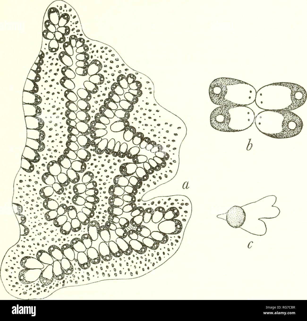 . Bulletin - United States National Museum. Science. PACIFIC TUNICATA OF U.S. NATIONAL MUSEUM 161. Figure 64.—Boirylloides violaceus marginal us, new subspecies: a, lobe of larger colony; b, two pairs of zooids from a system; c, small gonad on right side. are alive (fig. Q-ia). Usually a pair of yellowish pigments near distal end of atrial languet (fig, 64&amp;), Stigmatal rows 12-14 on right, 12-1^^ on left side, posterior-most row often rudimentary. Dorsal edge of second row does not reach median line. From 8 to 9 rows exposed through a huge atrial opening. Up to 15 stigmata in each row on e Stock Photo