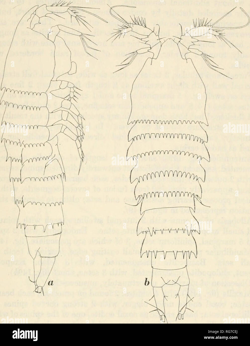 . Bulletin - United States National Museum. Science. COPEPODA FROM IFALUK ATOLL 379. Figure 148.—Pseudocletopsyllus spiniger, new species, loc. 594, ad. 9, holotype: a, whole animal, lateral view from right side; b, same animal, dorsal view. ( X 165.) equal length, epimeral plates laterally expanded, extreme tip produced backward and pointed. Epimeral plates at margin finely dentic- ulated. Cephalic somite and somites 2 to 5 at dorsal part of distal margin with very coarse teeth. 5th thoracic somite with short lateral expansion, superior to epimeral expansion. Genital somite composed of fused  Stock Photo