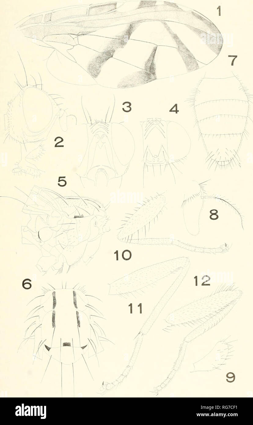 . Bulletin - United States National Museum. Science. U.S. NATONAL MUSEUM BULLETIN 263. PLATE 20. 1 -.^/ S,'.^/ ^â &lt;^^^^^' 77 // 1/ ^ -^ Taeniostola tripunctata, new species, male. Please note that these images are extracted from scanned page images that may have been digitally enhanced for readability - coloration and appearance of these illustrations may not perfectly resemble the original work.. United States National Museum; Smithsonian Institution; United States. Dept. of the Interior. Washington : Smithsonian Institution Press, [etc. ]; for sale by the Supt. of Docs. , U. S. Govt Prin Stock Photo