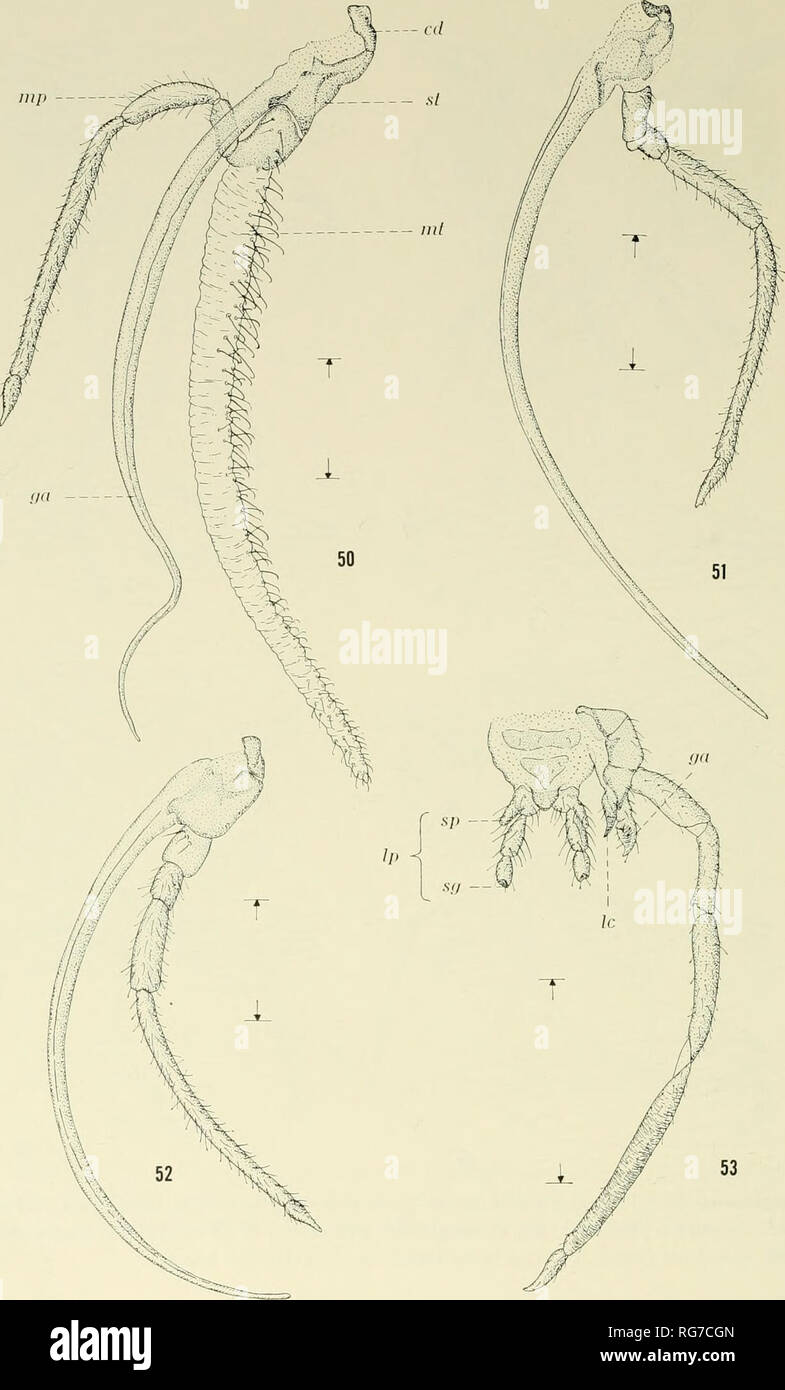 . Bulletin - United States National Museum. Science. 140 U.S. NATIONAL MUSEUM BULLETIN 2 55. Figures 50-53.—Maxillae: 50, Tegeticula yuccasella, female (cd = cardo, ga = galea, mp = maxillary palpus, mt = maxillary tentacle, st = stipes); 51, Prodoxus quinquepunctellus, female; 52, Tegeticula yuccasella, male; 53, Micropteryx aureatella, male, maxilla, and la- bium (ga = galea, lc = lacinia, lp = labial palpus, sg = sensory gland, organ of vom Rath; sp = sensory process). (Scale = 0.5 mm.). Please note that these images are extracted from scanned page images that may have been digitally enhanc Stock Photo