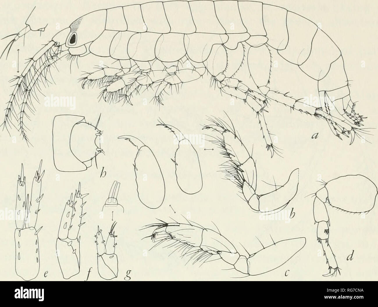 . Bulletin - United States National Museum. Science. 148 U.S. NATIONAL MUSEUM BULLETIN 25 8. Figure 33.—Megamphopus effrenus J. L. Barnard, female, 3.4 mm., station 34: a, lateral view; b, c, gnathopods 1, 2; d, pereopod 3; e, f, g, uropods 1, 2, 3; h, telson attached to pleonite 6. grid, rare, la jolla : Phyllospadix-cor&amp;Wine grid, moderately abundant (130 per sq. m.); underrock grid, scarce; coralline algae, scarce; mixed red algae below water, scarce. Distribution.—Carmel, California, to Bahia de San Cristobal, Baja California, intertidal to 84 m. Photis bifurcata J. L. Barnard Photis b Stock Photo
