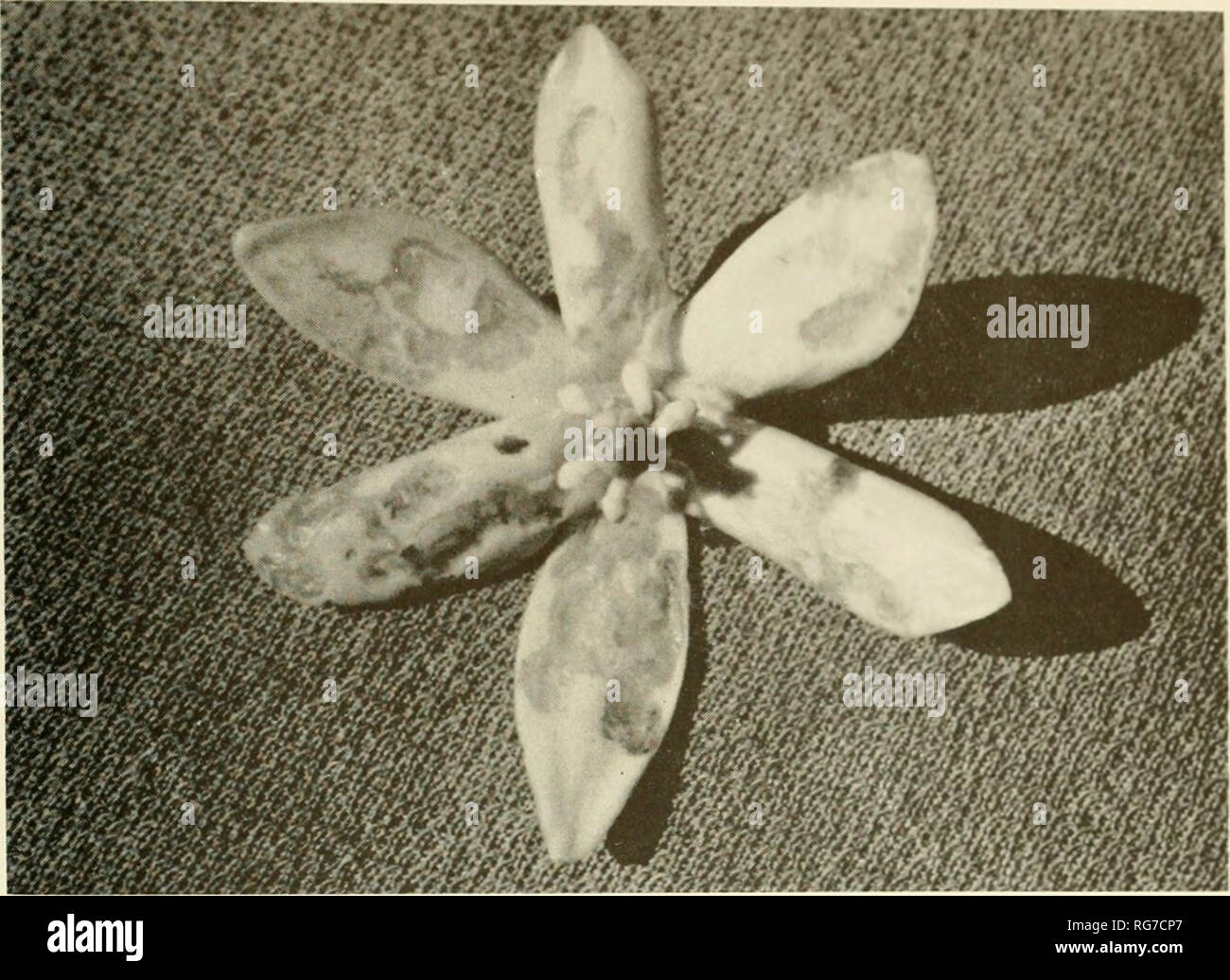 . Bulletin - United States National Museum. Science. REVISION OF MOTHS OF PRODOXINAE 137. Figure 38.—Flower of Yuciu jihuiui ahuwiug petal liuuca »^diiLlioiioiiic.-.j i..; ikvlL, Cur- pophilus species (Nitidulidae) (see page 38 for discussion).. Please note that these images are extracted from scanned page images that may have been digitally enhanced for readability - coloration and appearance of these illustrations may not perfectly resemble the original work.. United States National Museum; Smithsonian Institution; United States. Dept. of the Interior. Washington : Smithsonian Institution Pr Stock Photo