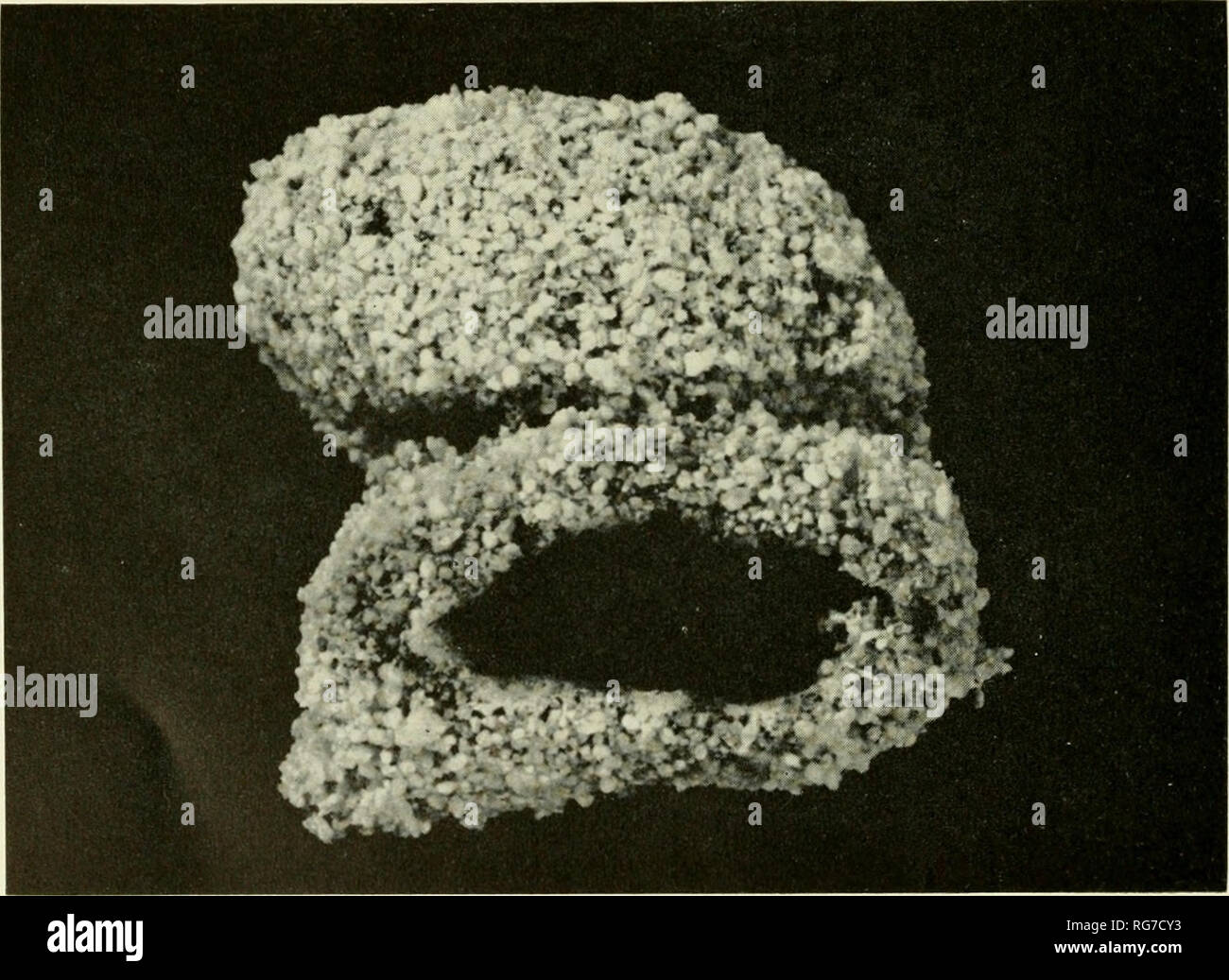 Bulletin - United States National Museum. Science. Figure 29.—Cocoon of  Tegeticula synthetica, length 9 mm.. Figure 30.—Cocoons (2) of Tegeticula  yuccasella, length 16 mm.. Please note that these images are extracted